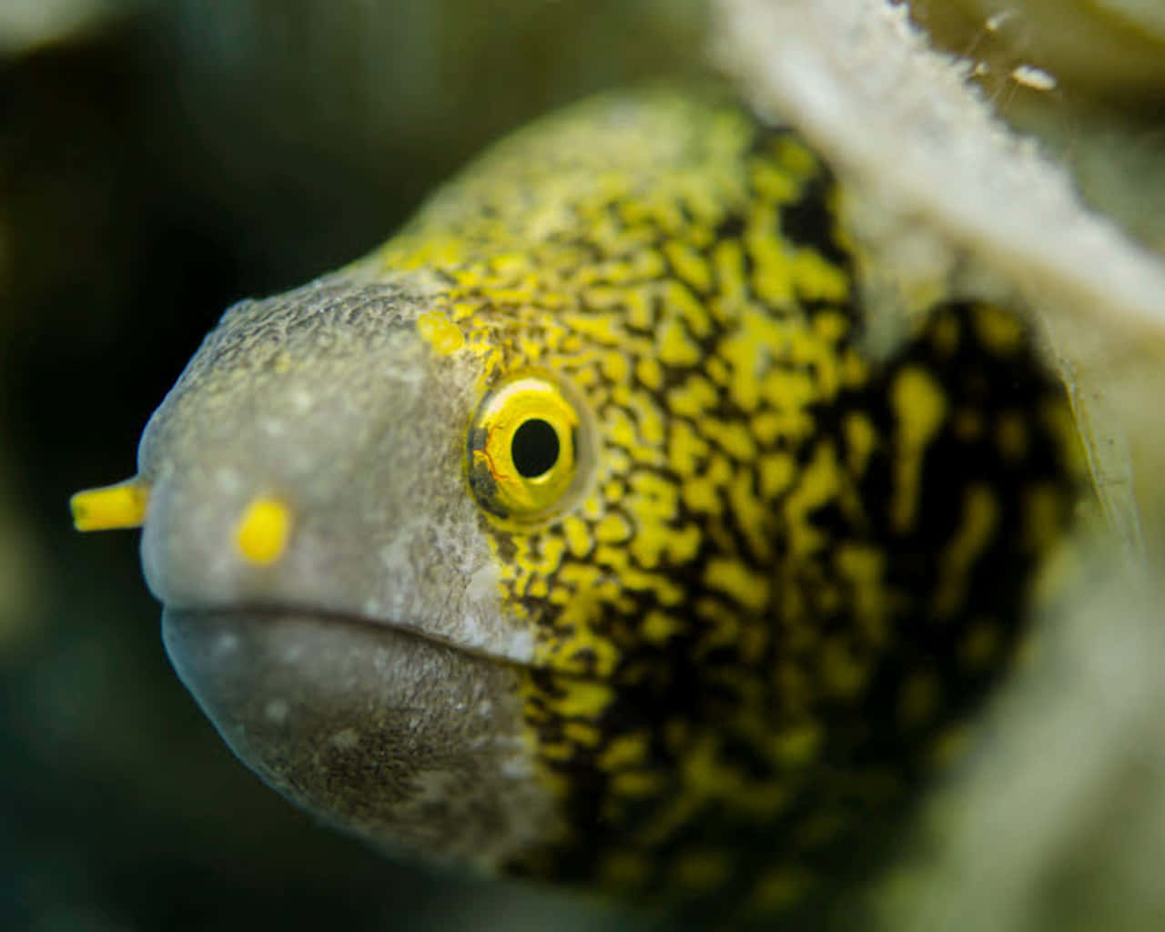 Close Up Moray Eel Peeking Out Wallpaper