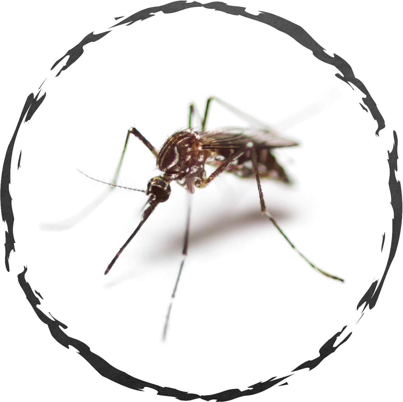 Close Up Mosquito Image PNG