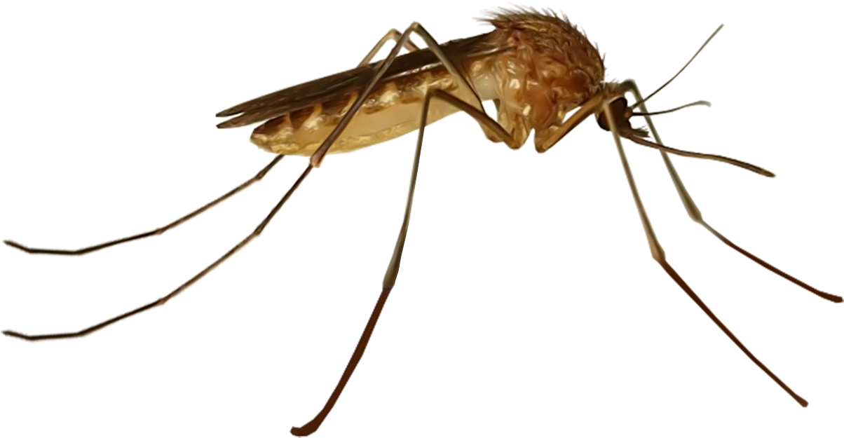 Close Up Mosquito Transparent Background PNG