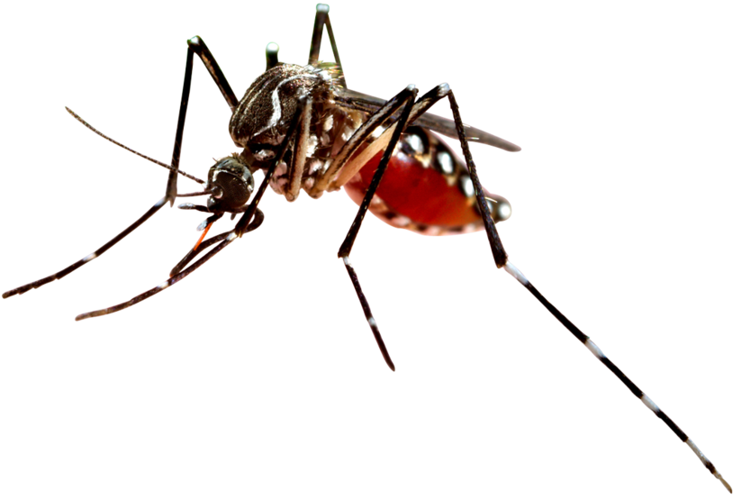 Close Up Mosquito Transparent Background PNG