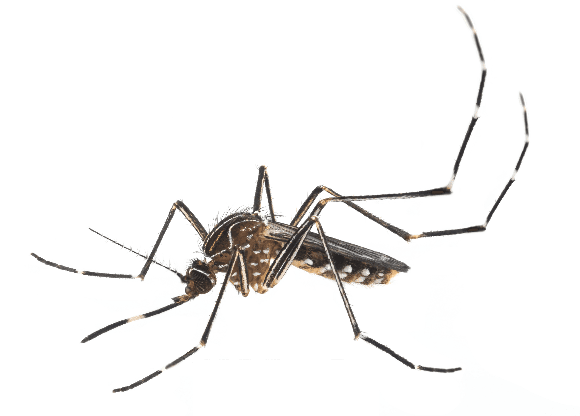 Close Up Mosquito Transparent Background PNG