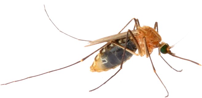 Close Up Mosquito Transparent Background PNG