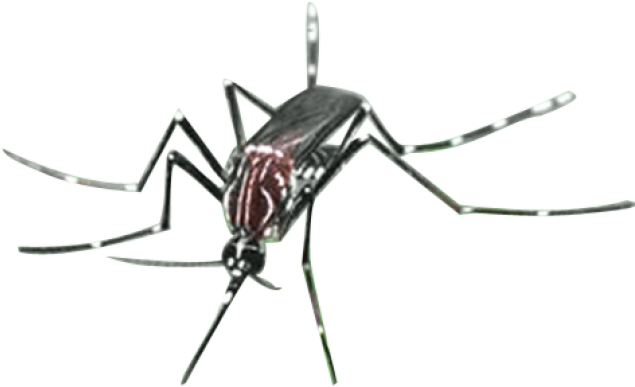 Close Up Mosquito Transparent Background PNG