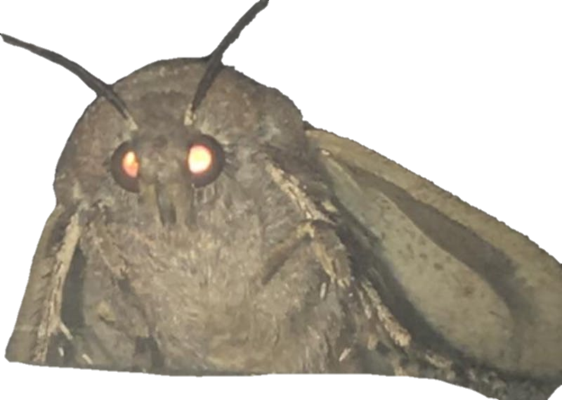 Close Up Moth Glowing Eyes PNG