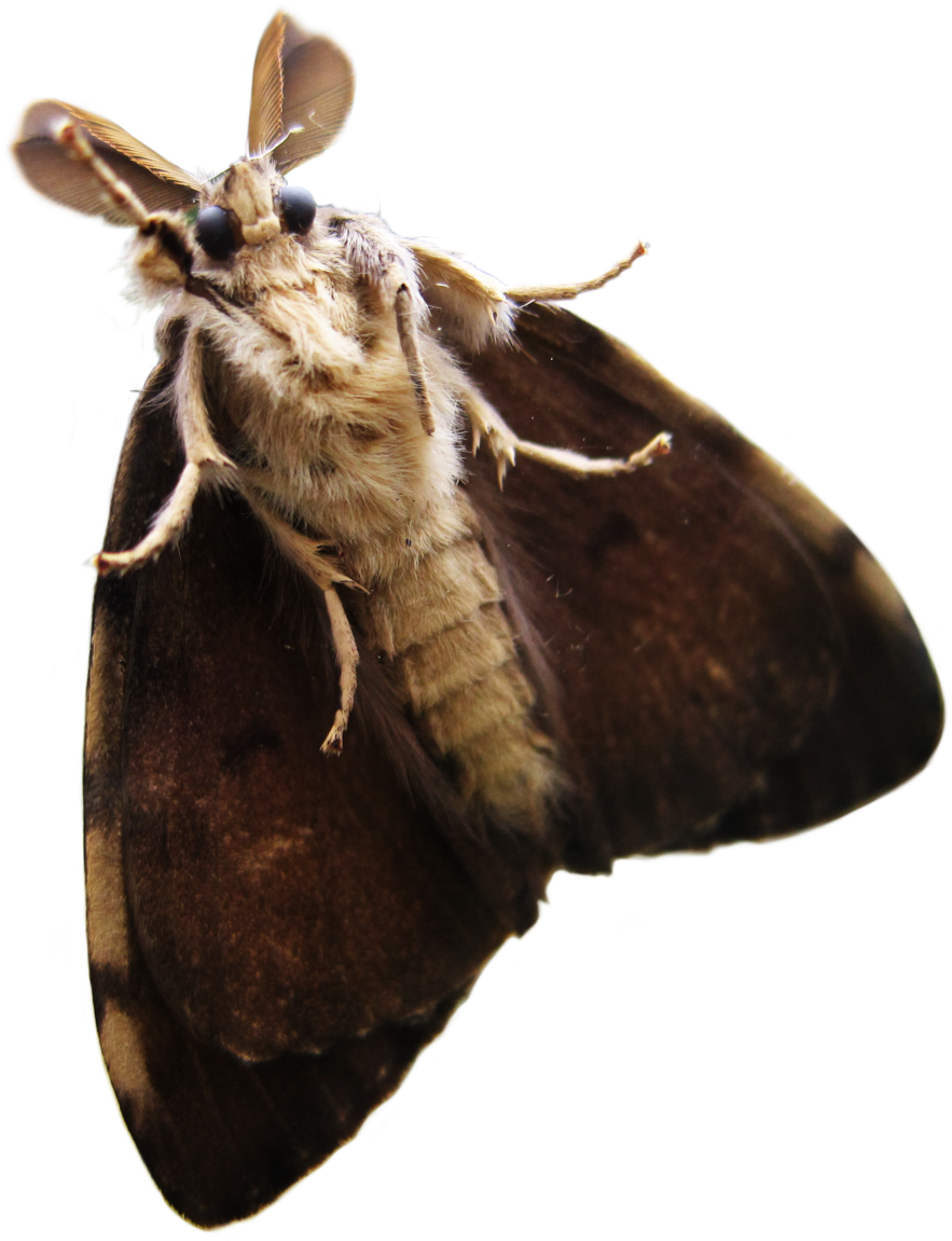 Close Up Moth Transparent Background PNG