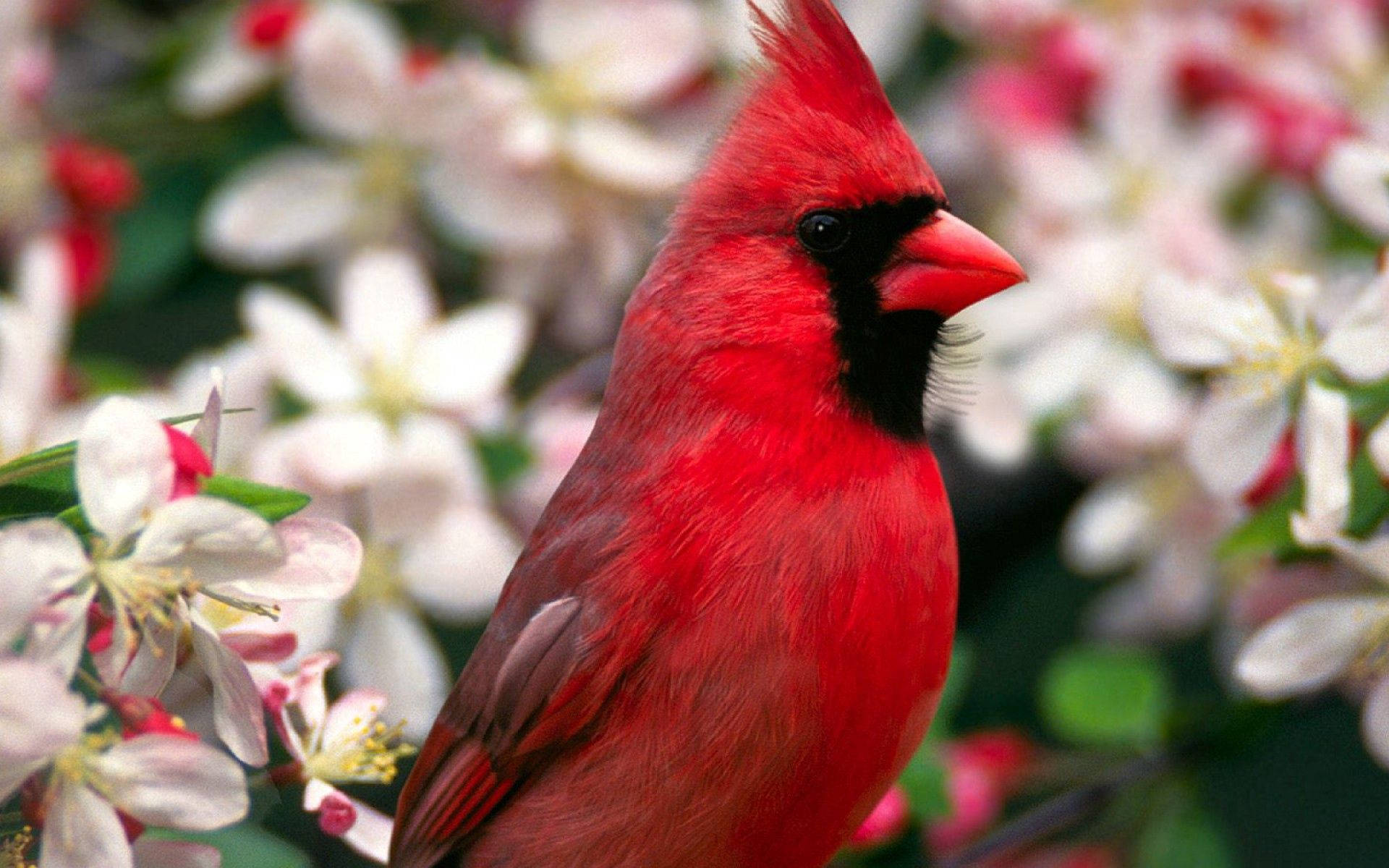 Close-up Northern Cardinal Beautiful Birds