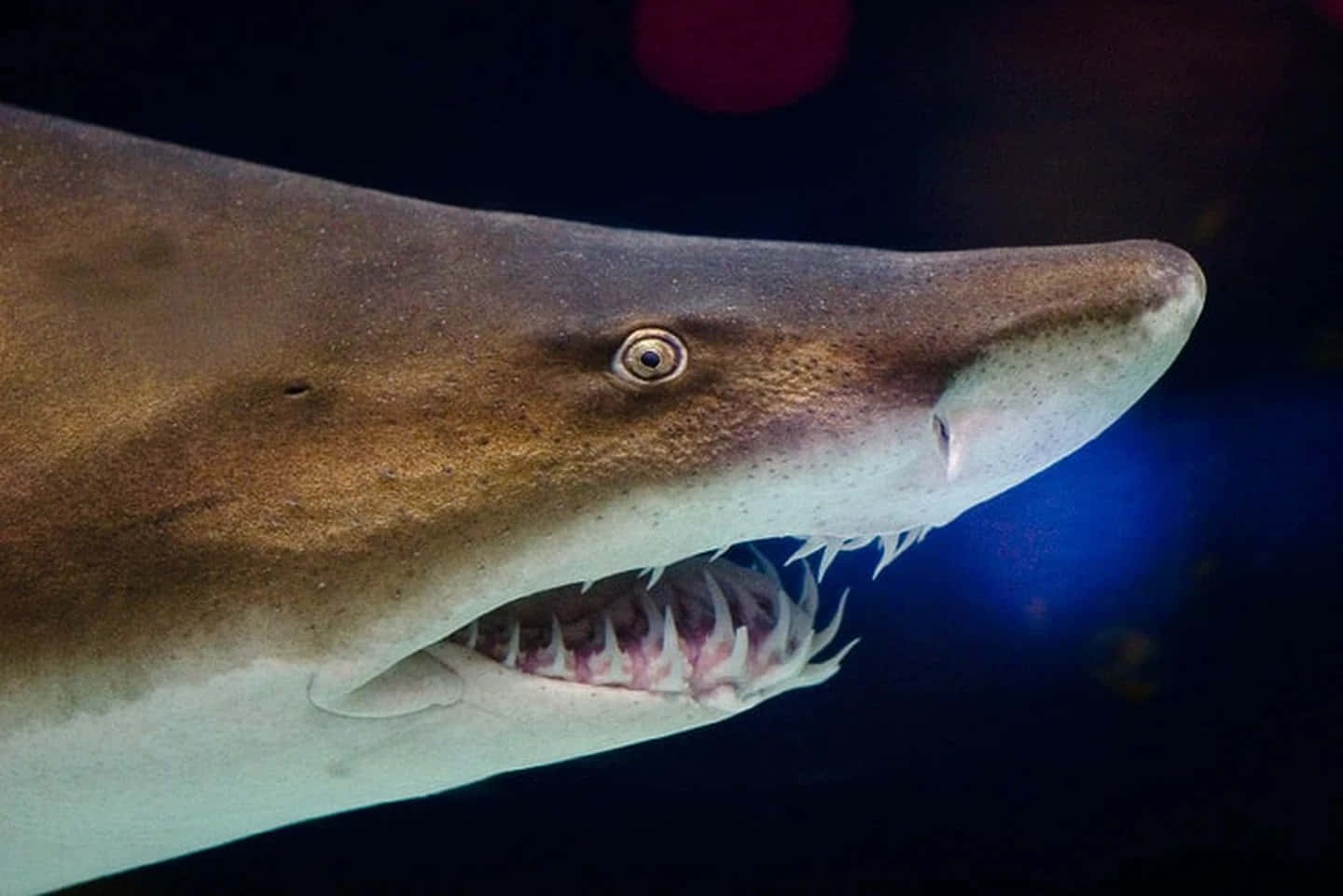 Gros Plan Sur La Bouche D'un Requin Infirmier Fond d'écran