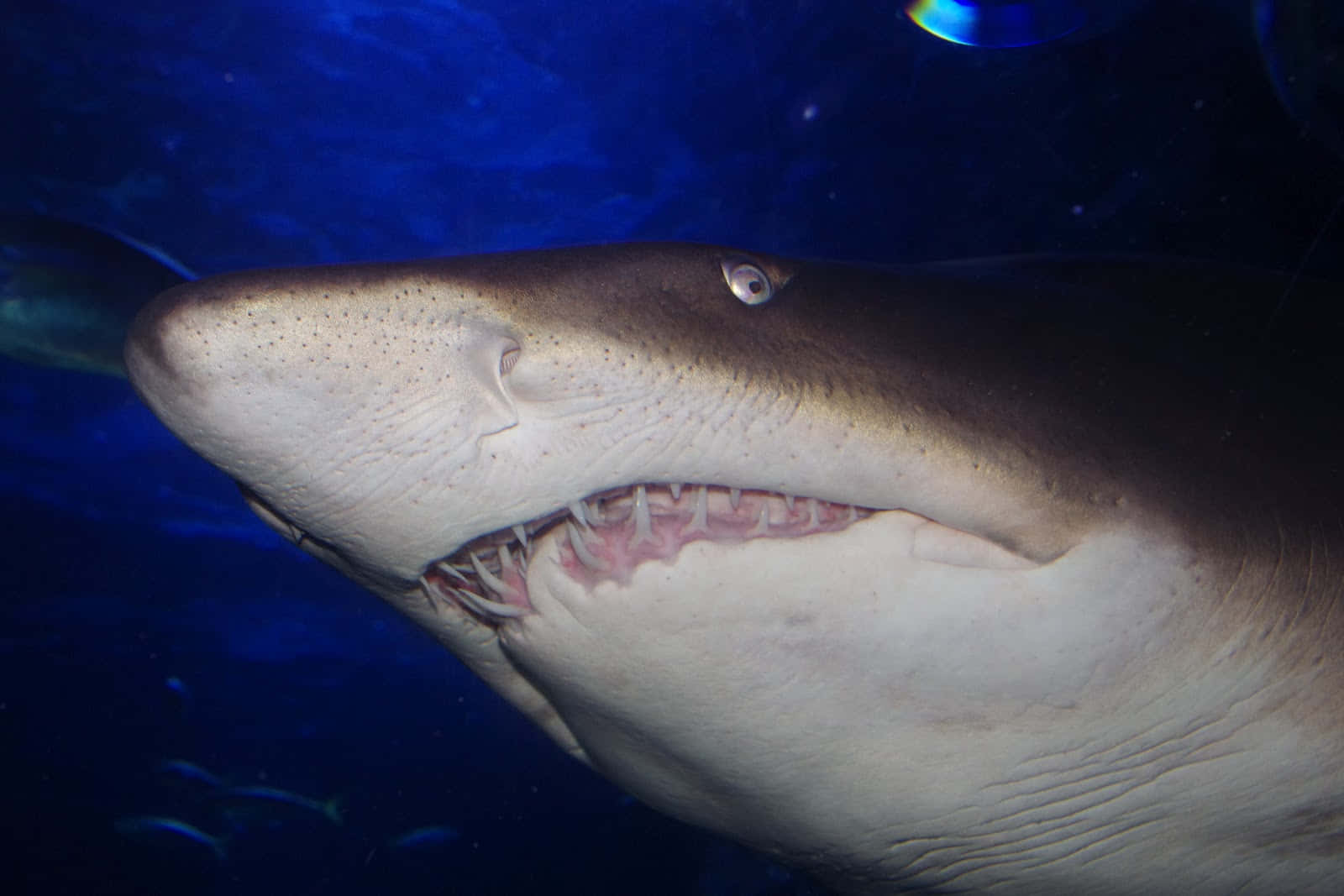 Close Up Nurse Shark Underwater Wallpaper