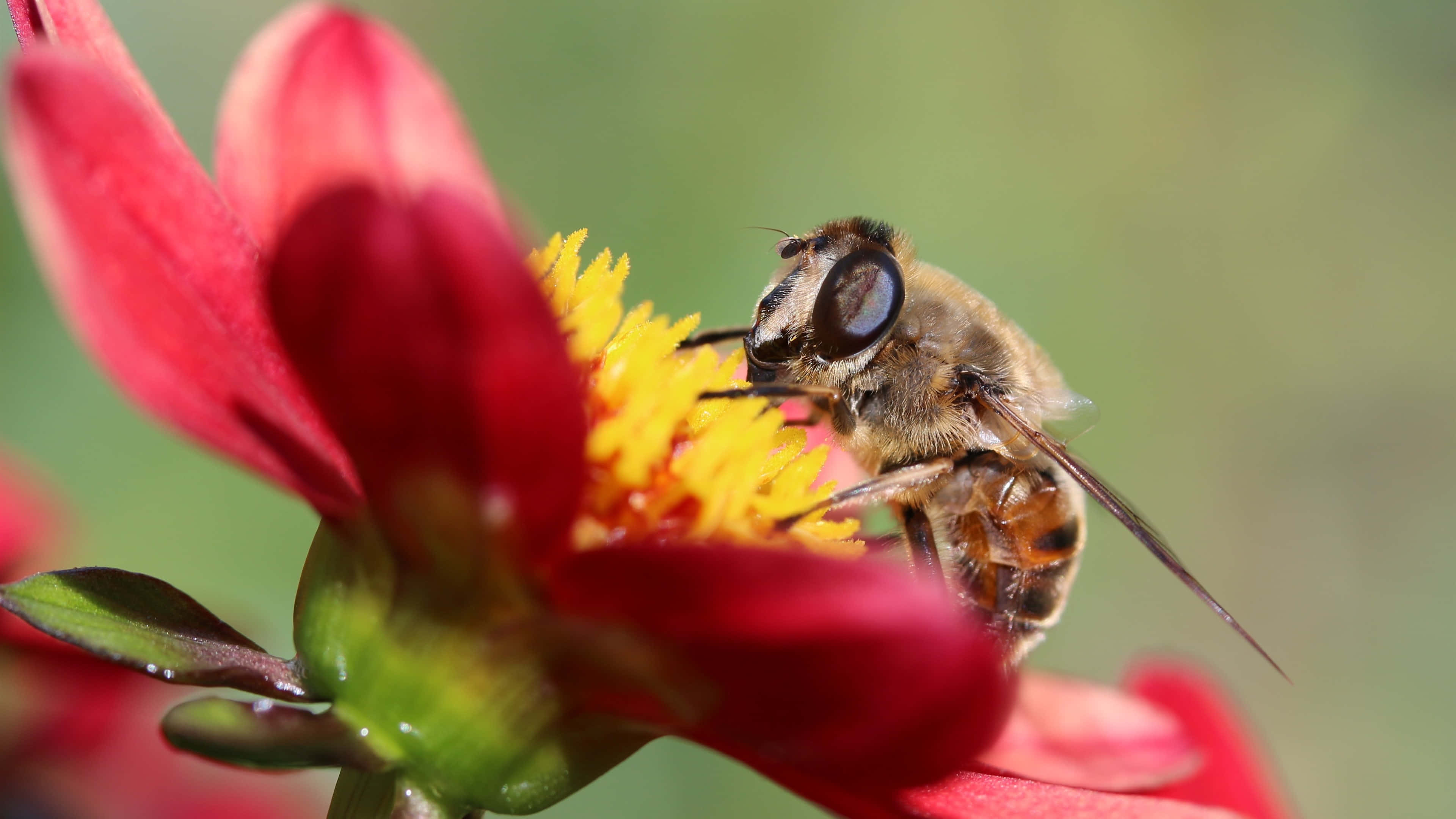 Close-up Of A 4k Insect Perching On A Plant Wallpaper