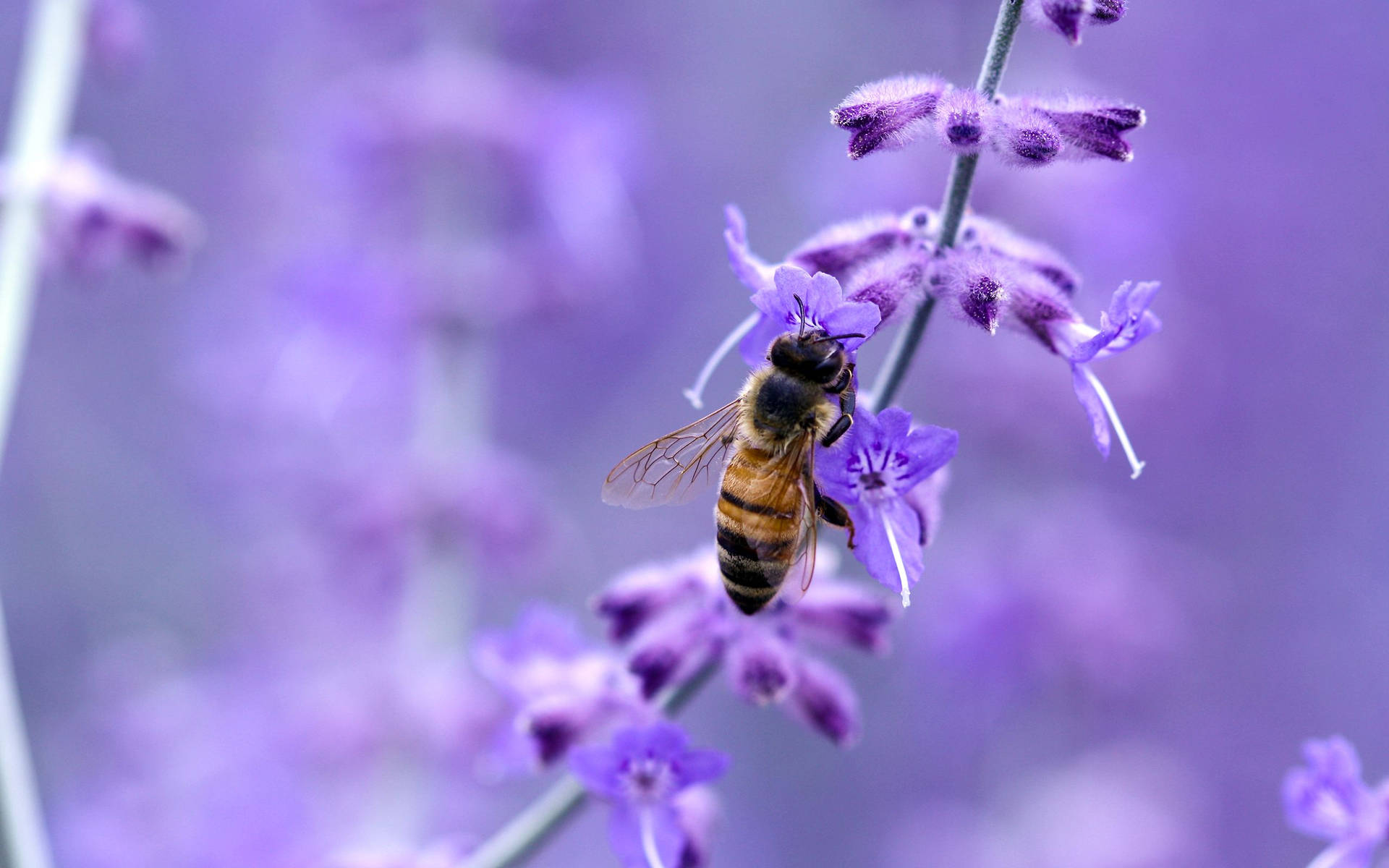 Close Up Of A Bee In A Lavender Field Wallpaper
