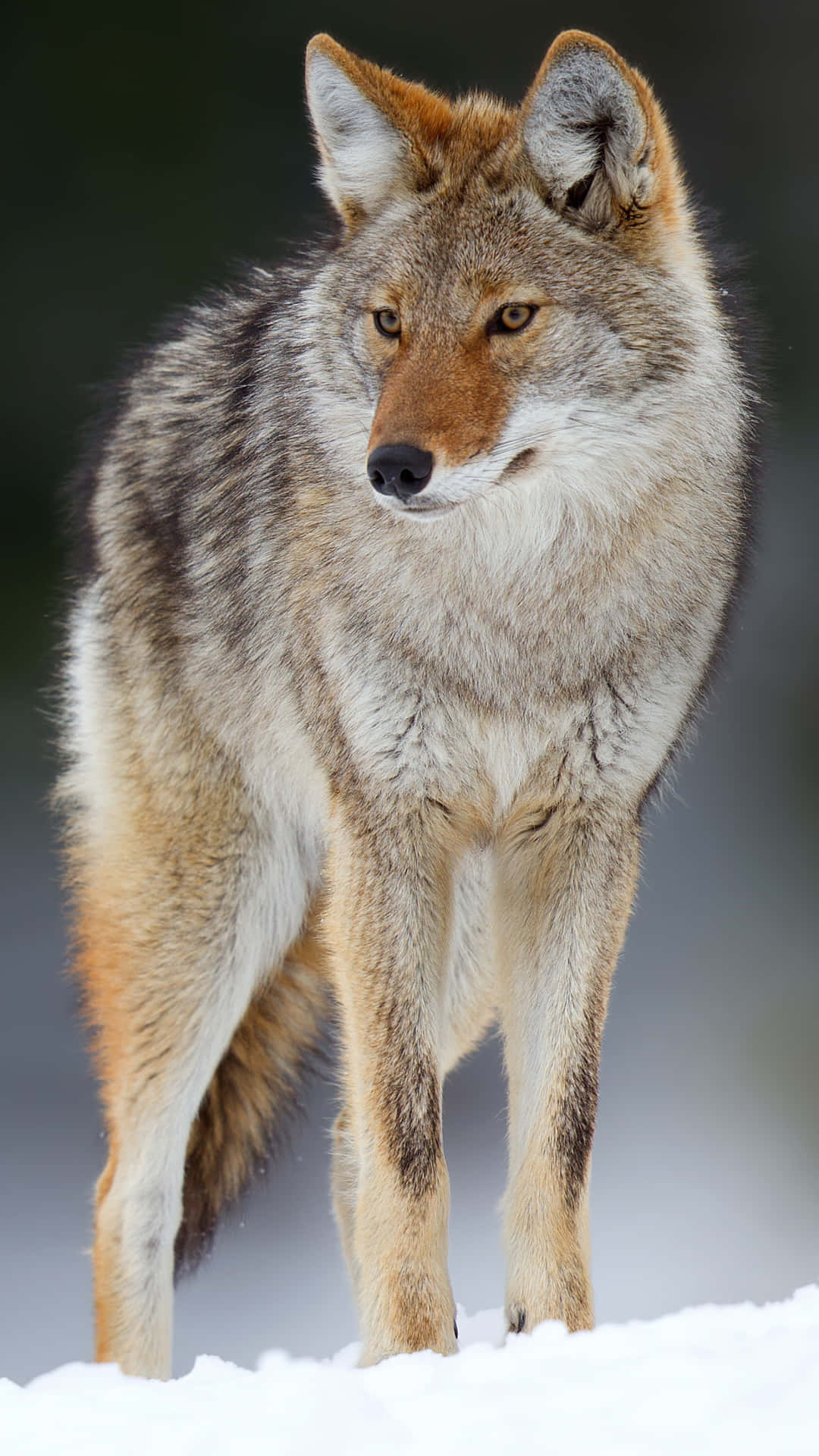 Close Up Of A Coyote Background