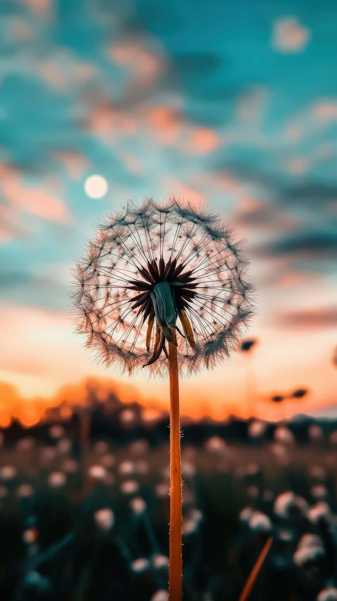 Close-up Of A Dandelion Seed Head At Sunset With Soft Bokeh Sky Wallpaper