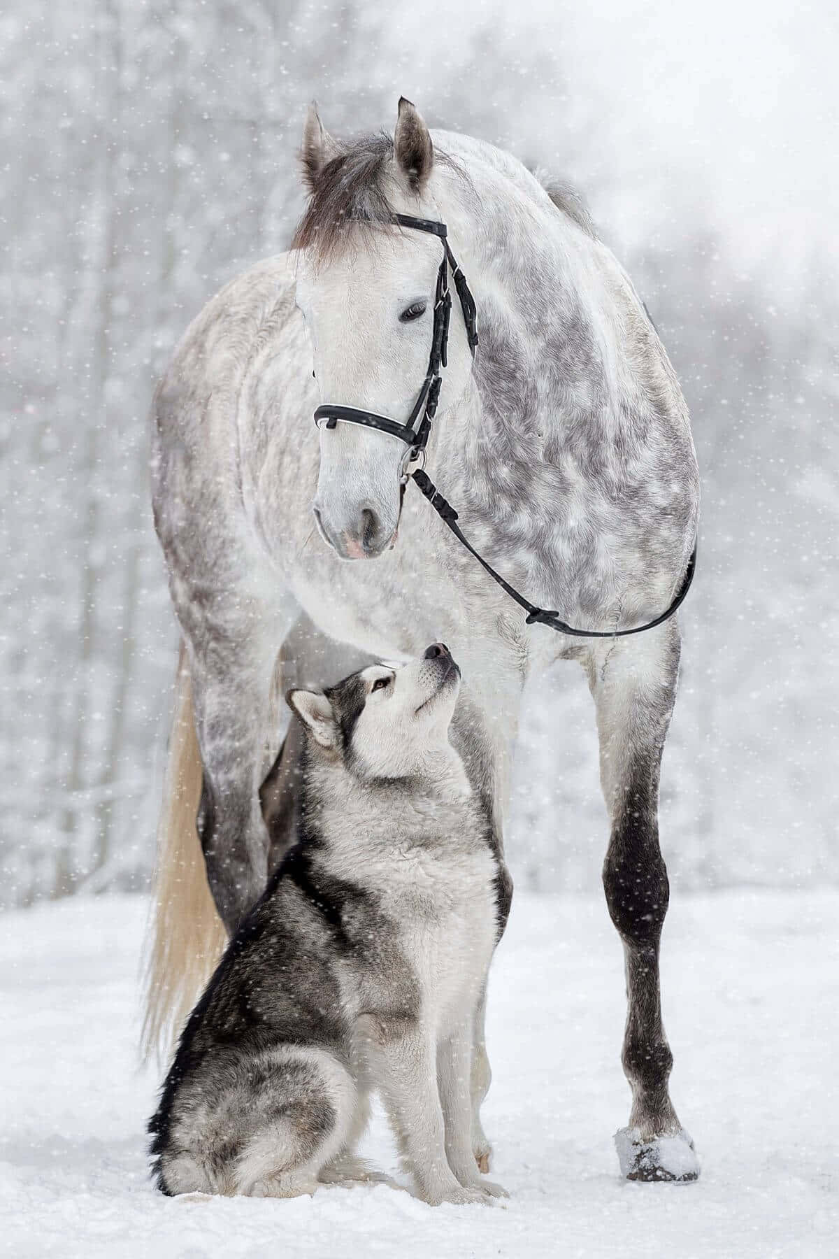 Close-up Of A Horse And Dog Showing Affection Wallpaper