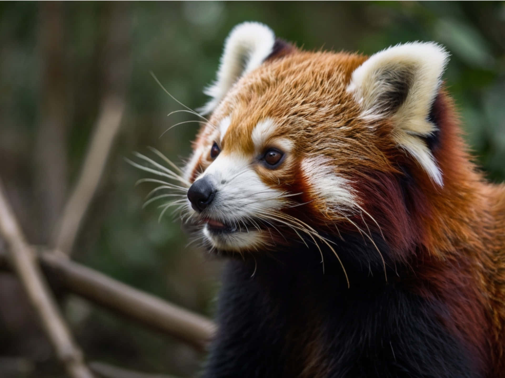 Close-up Of A Red Panda In Its Natural Environment. Wallpaper