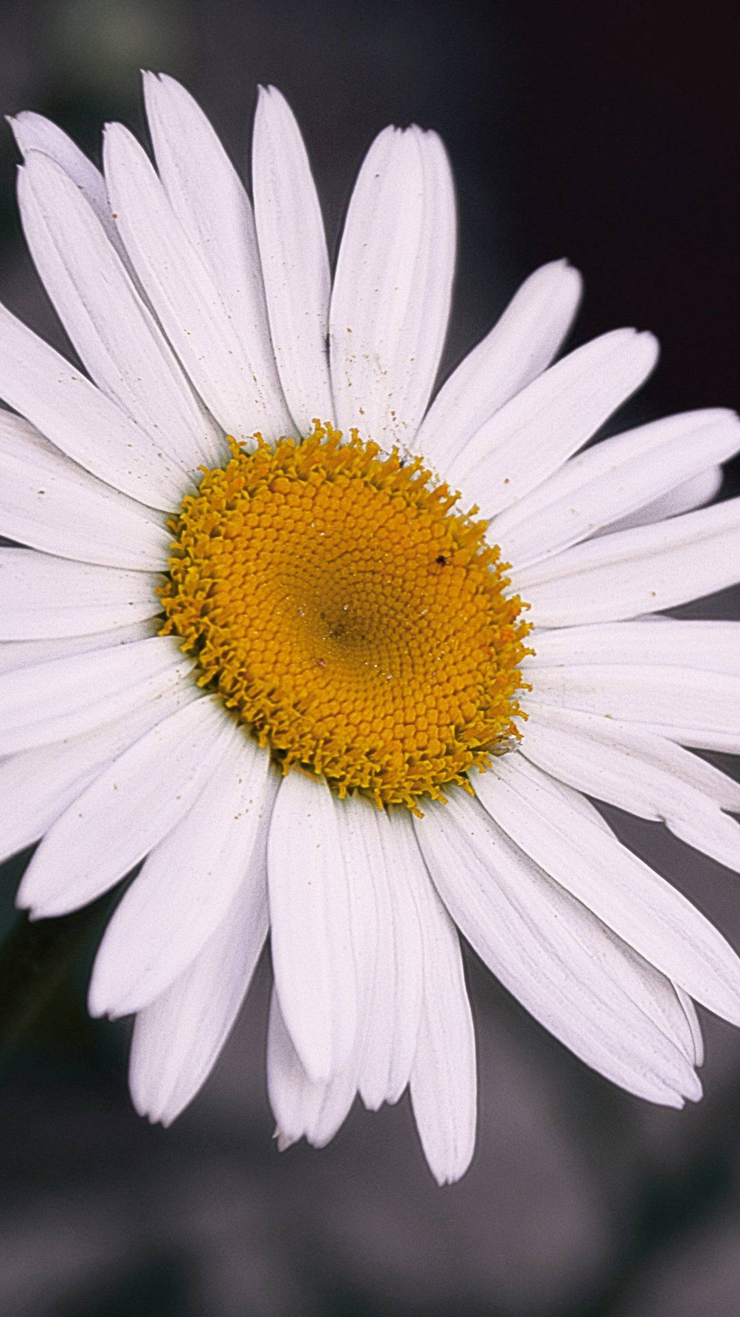 Close Up Of A White Daisy Phone Wallpaper