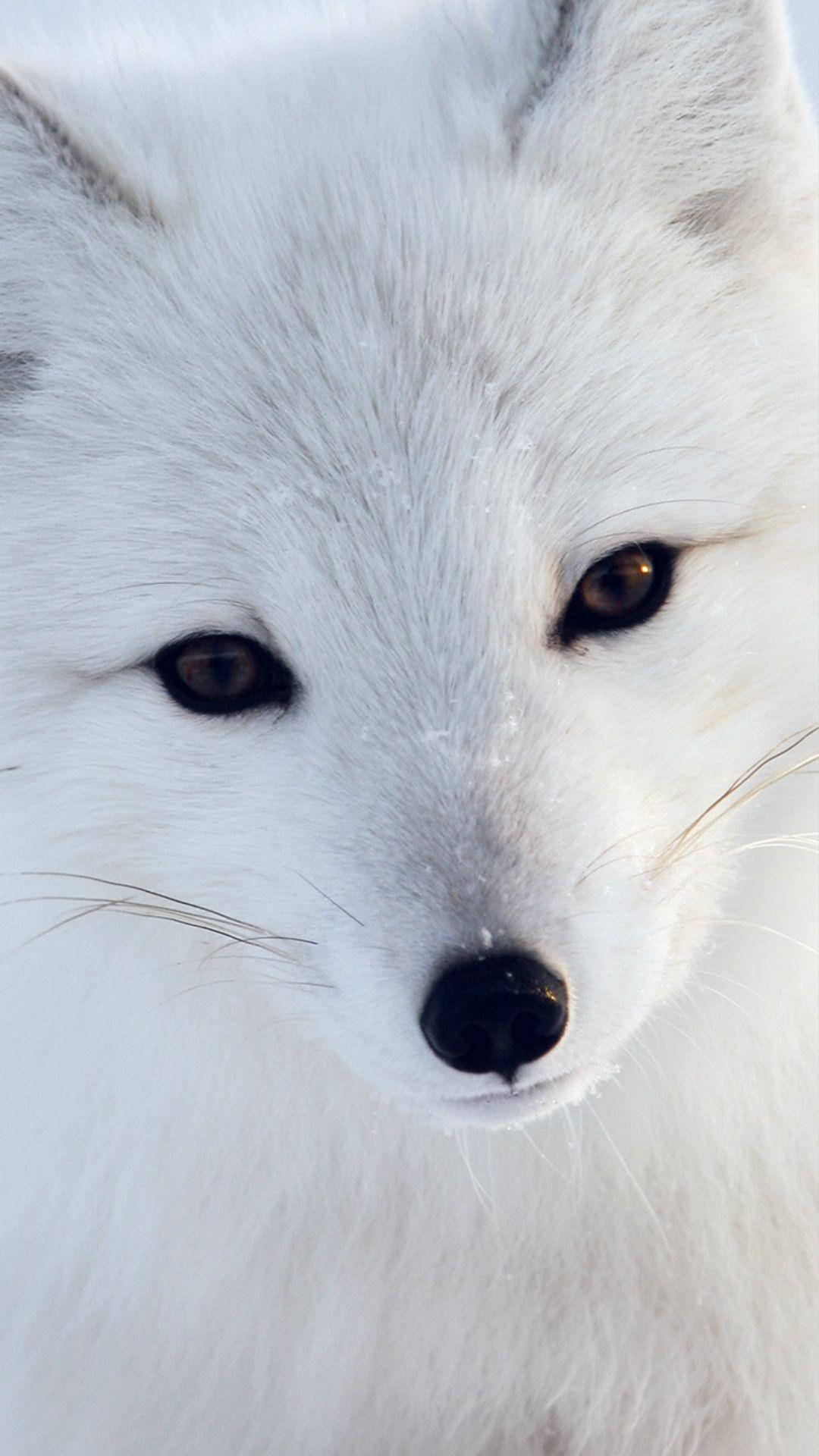 Close-up Of A White Fox Wallpaper