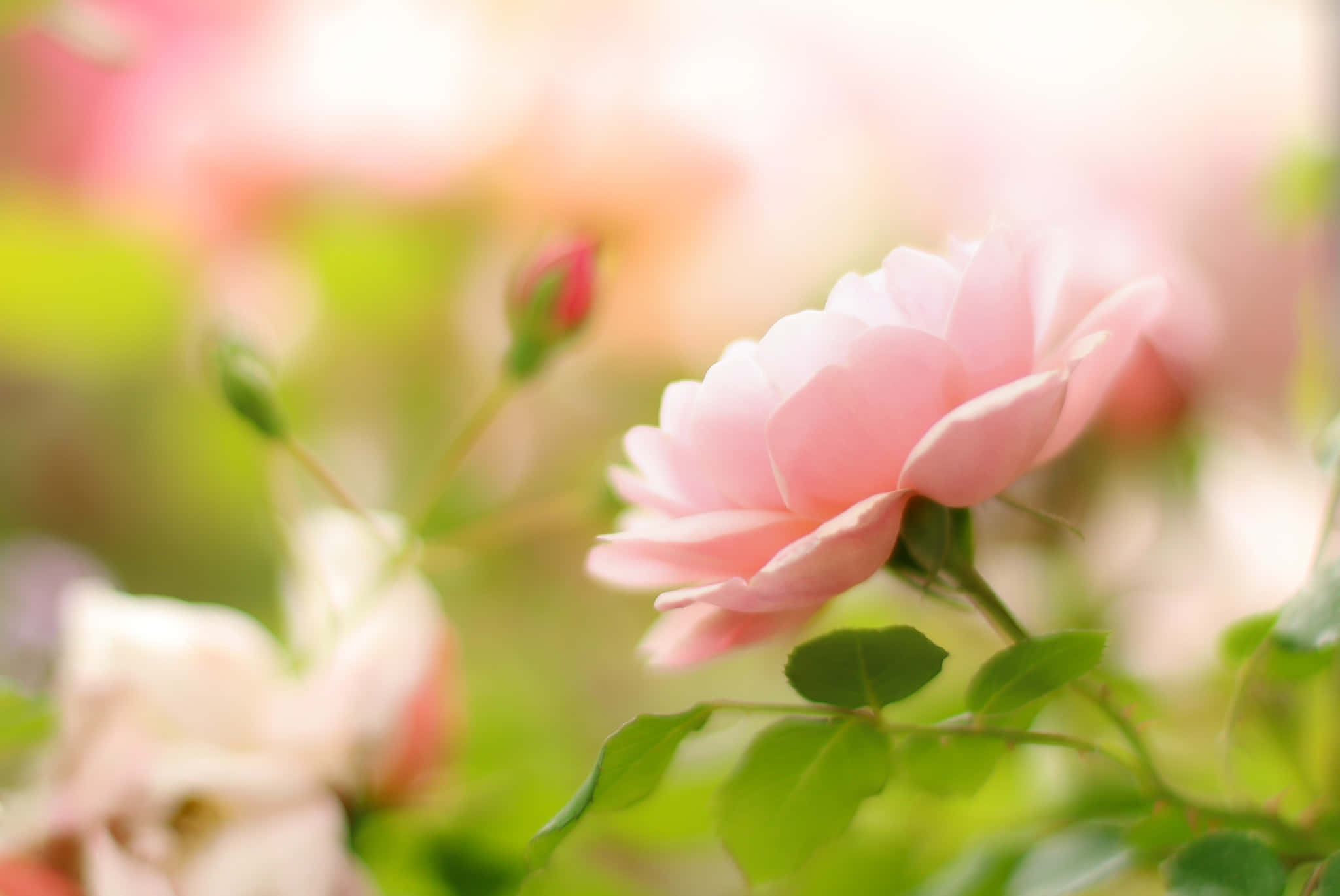 Close-up Of Blooming Flower Wallpaper