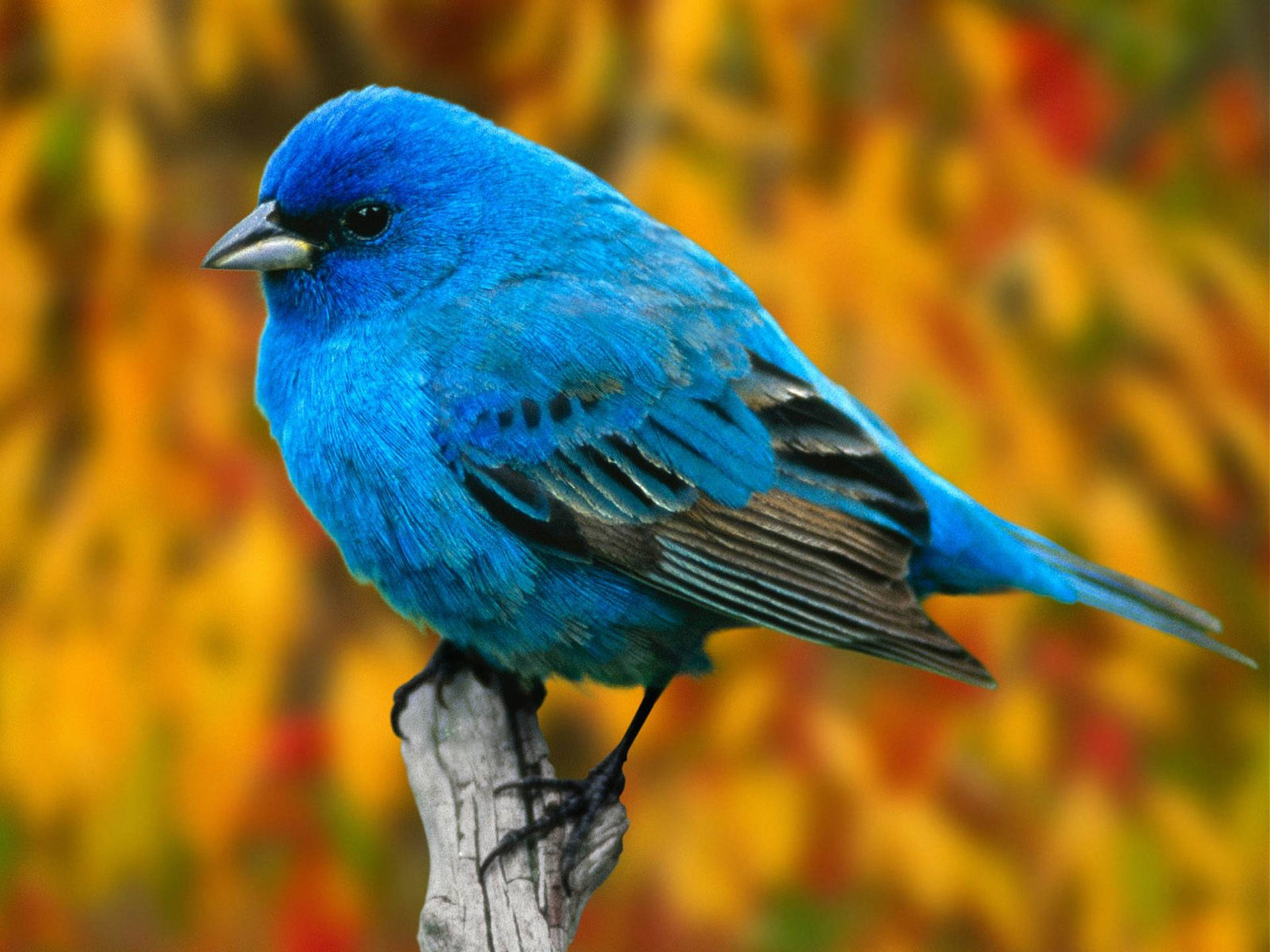 Close-up Of Blue Bird