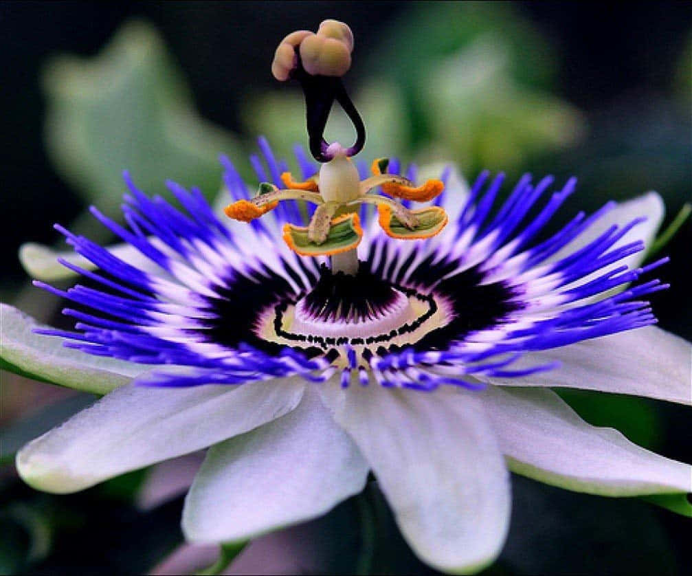 Close-up Of Bluecrown Passionflower Picture