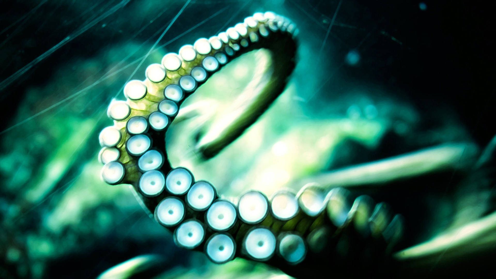 Close Up Of Calamari Tentacle Wallpaper