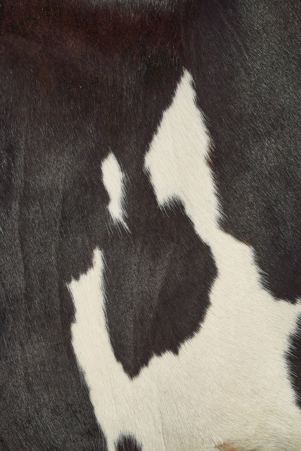 Close-up Of Cow Pattern Fur