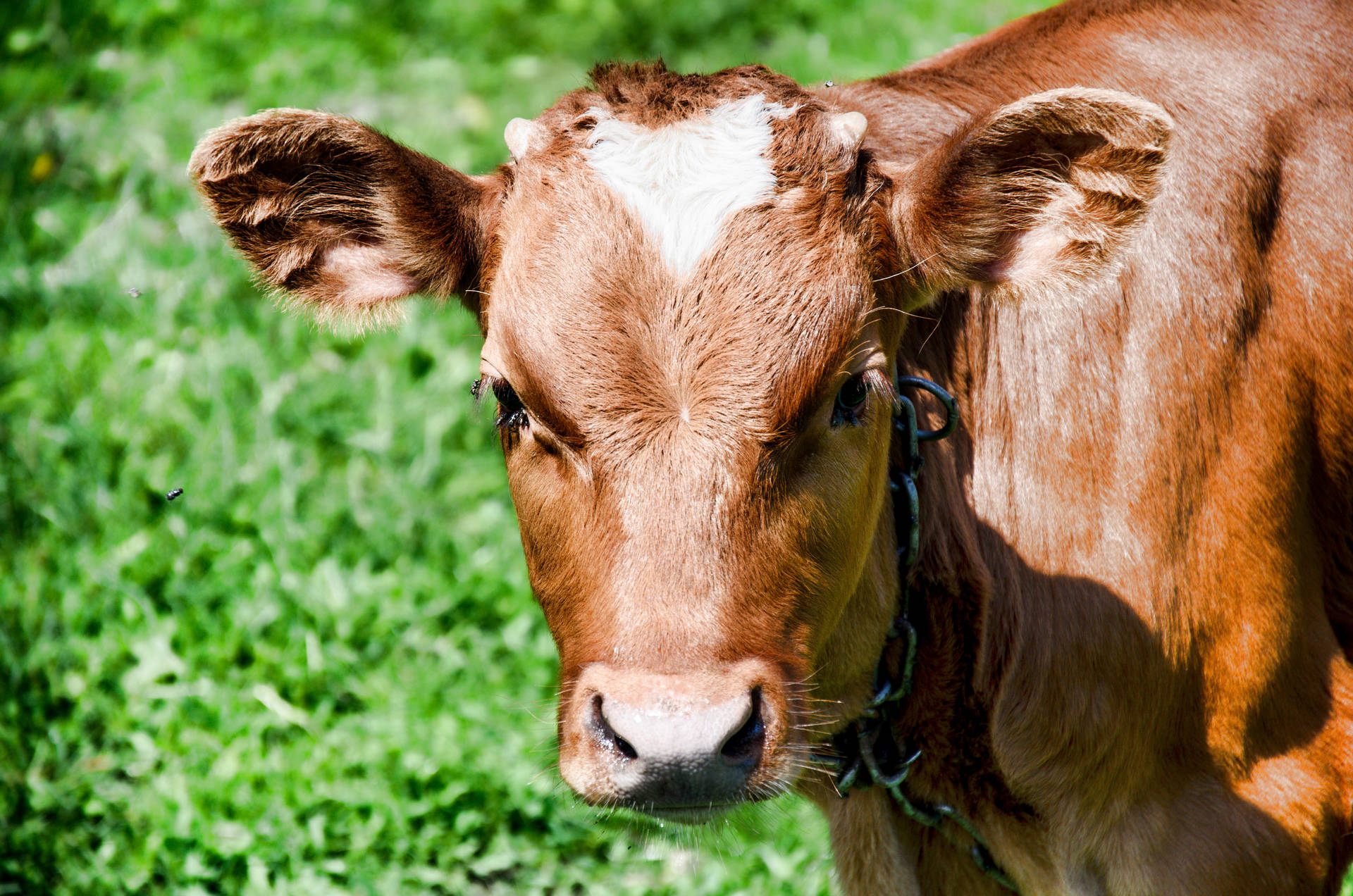Close-up Of Cute Brown Cow With Grass Wallpaper