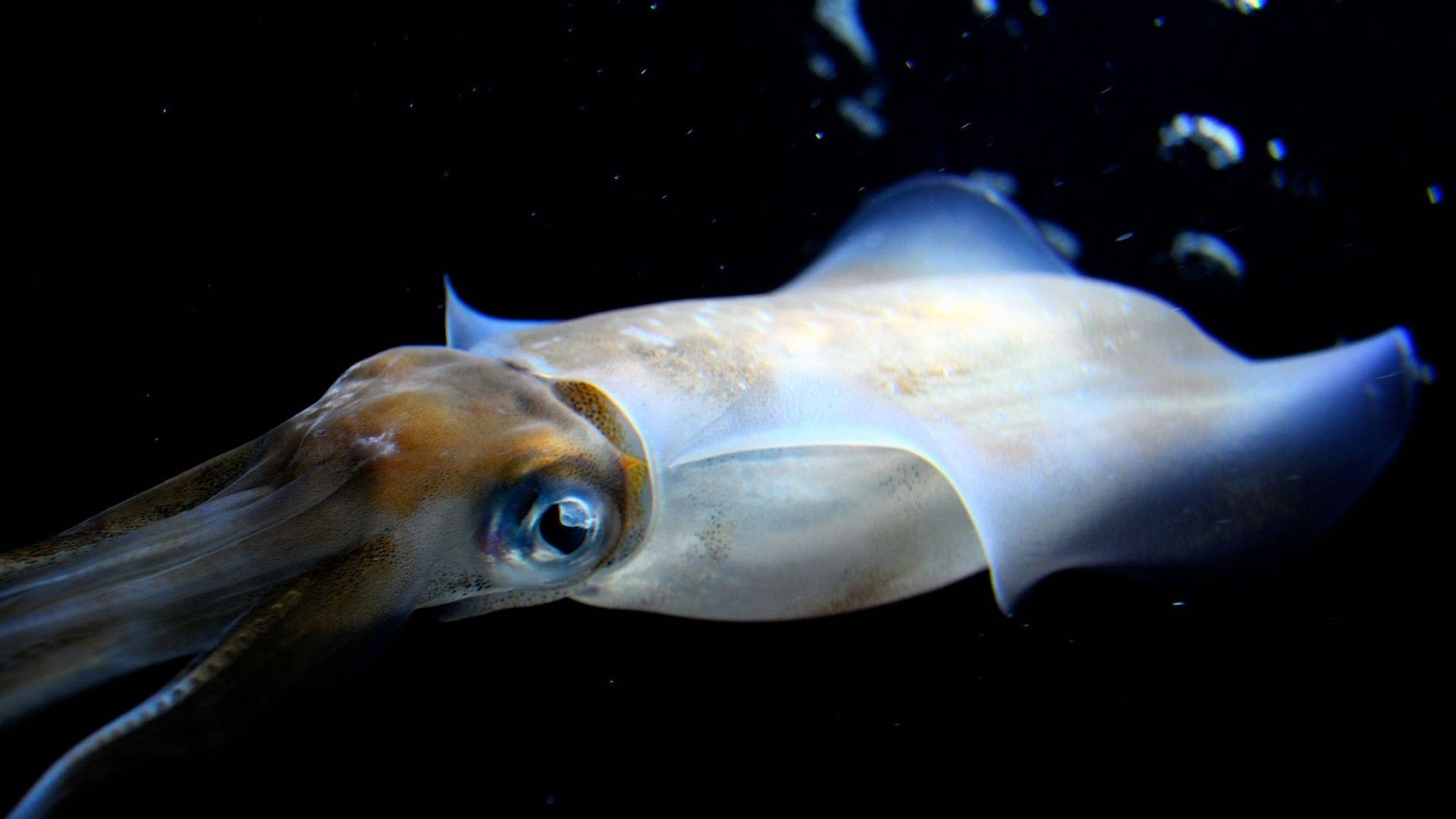 Close Up Of Deepsea Calamari Wallpaper