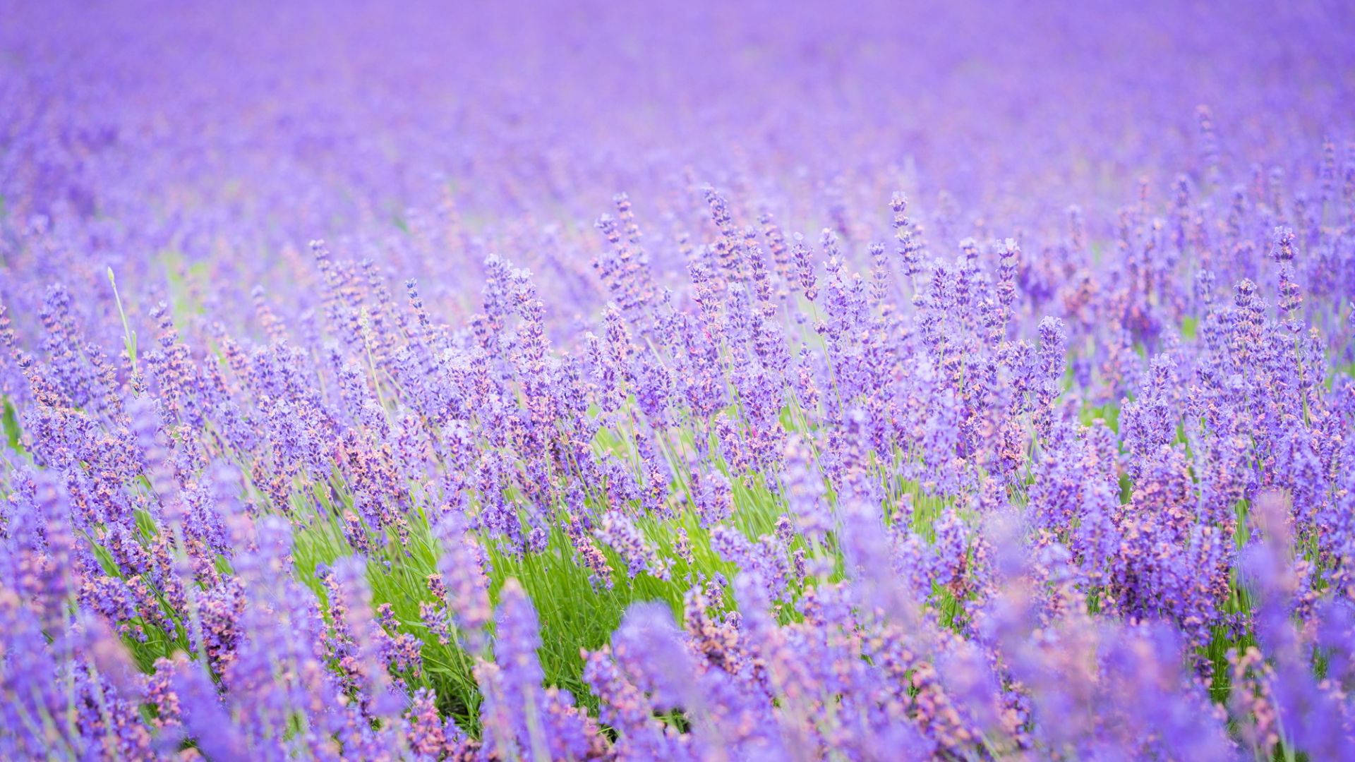 Close-up Of Field Of Lavender Desktop Wallpaper