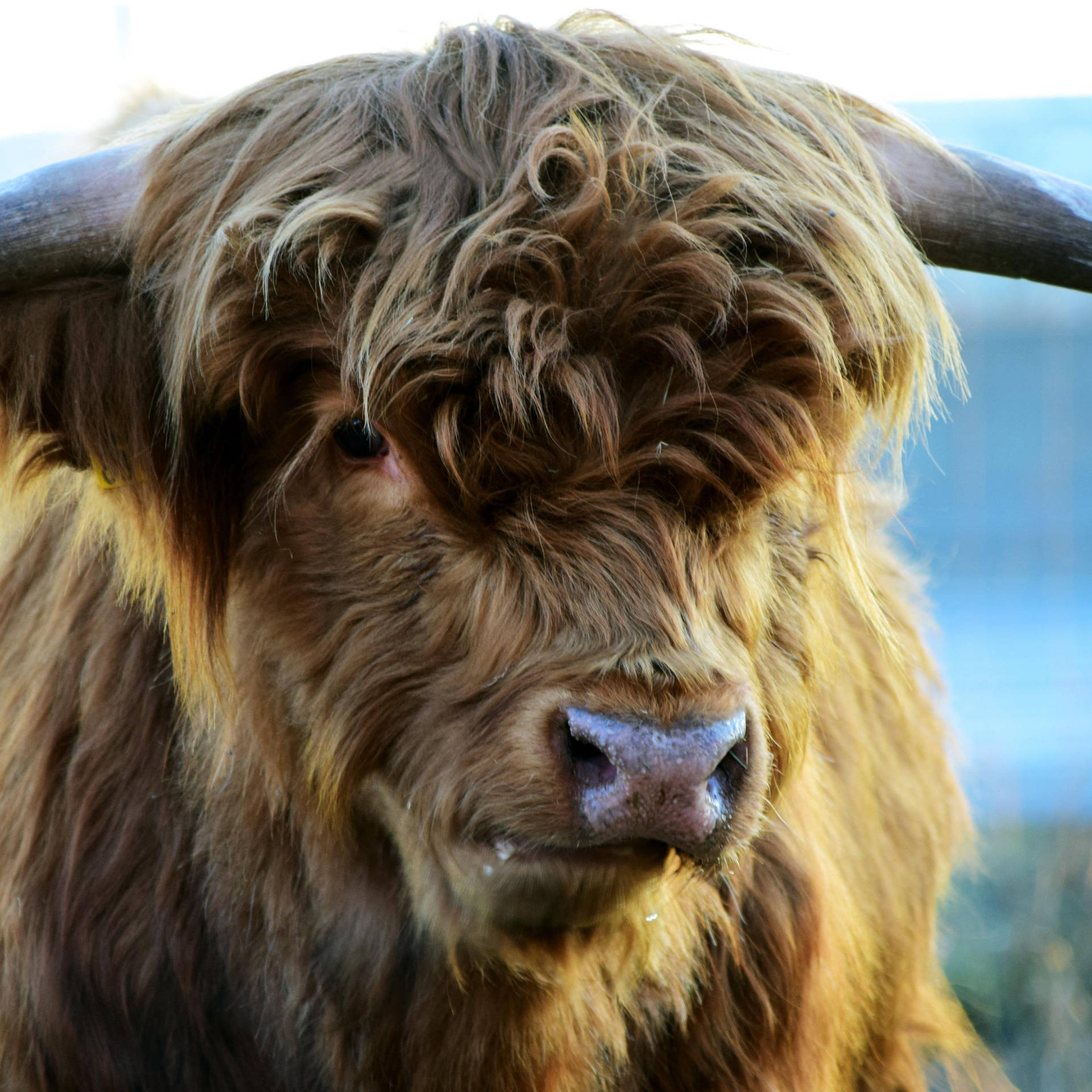 Close Up Of Highland Cow Background