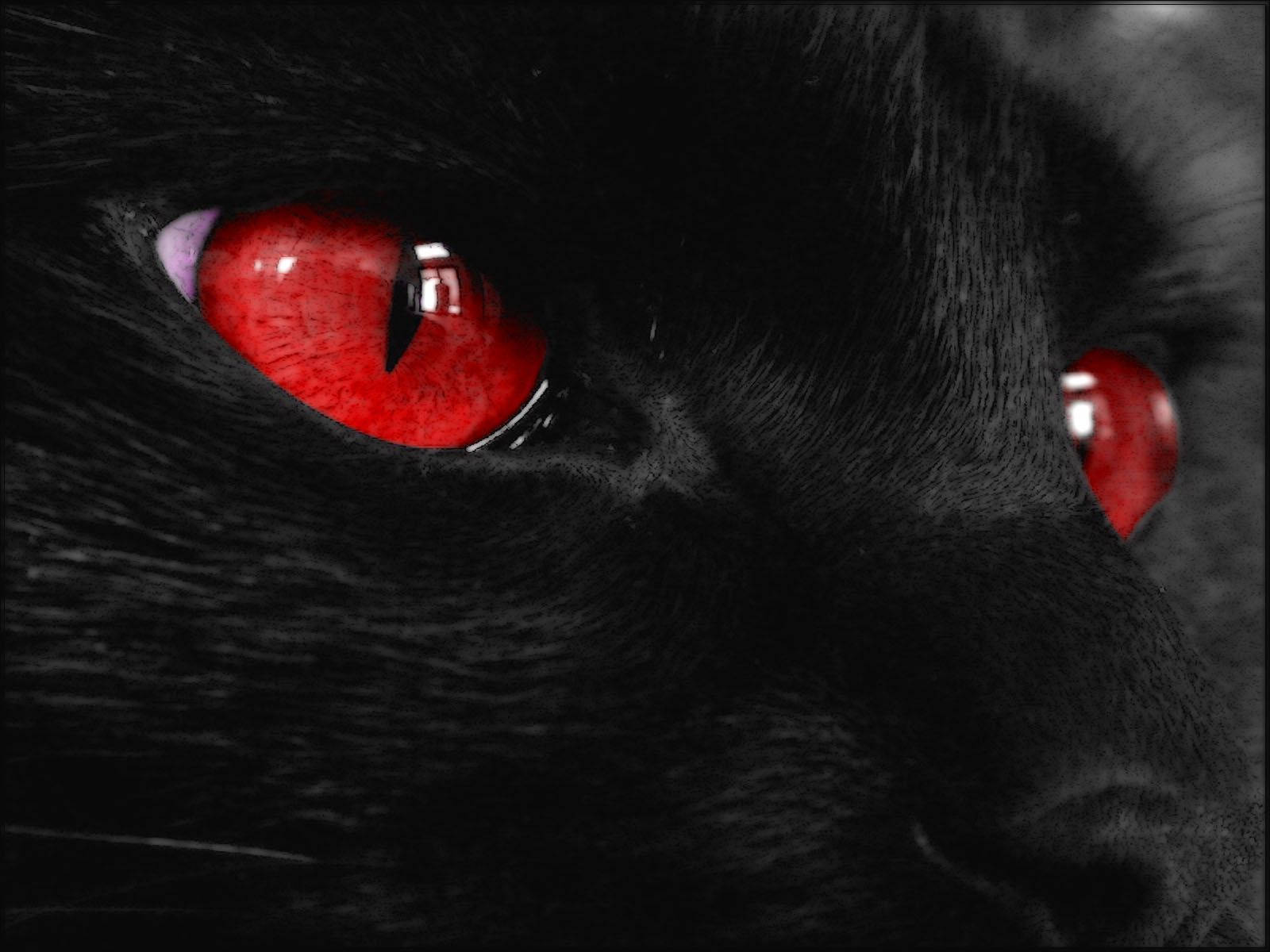 Close-up Of Kawaii Cat Red Eyes Wallpaper