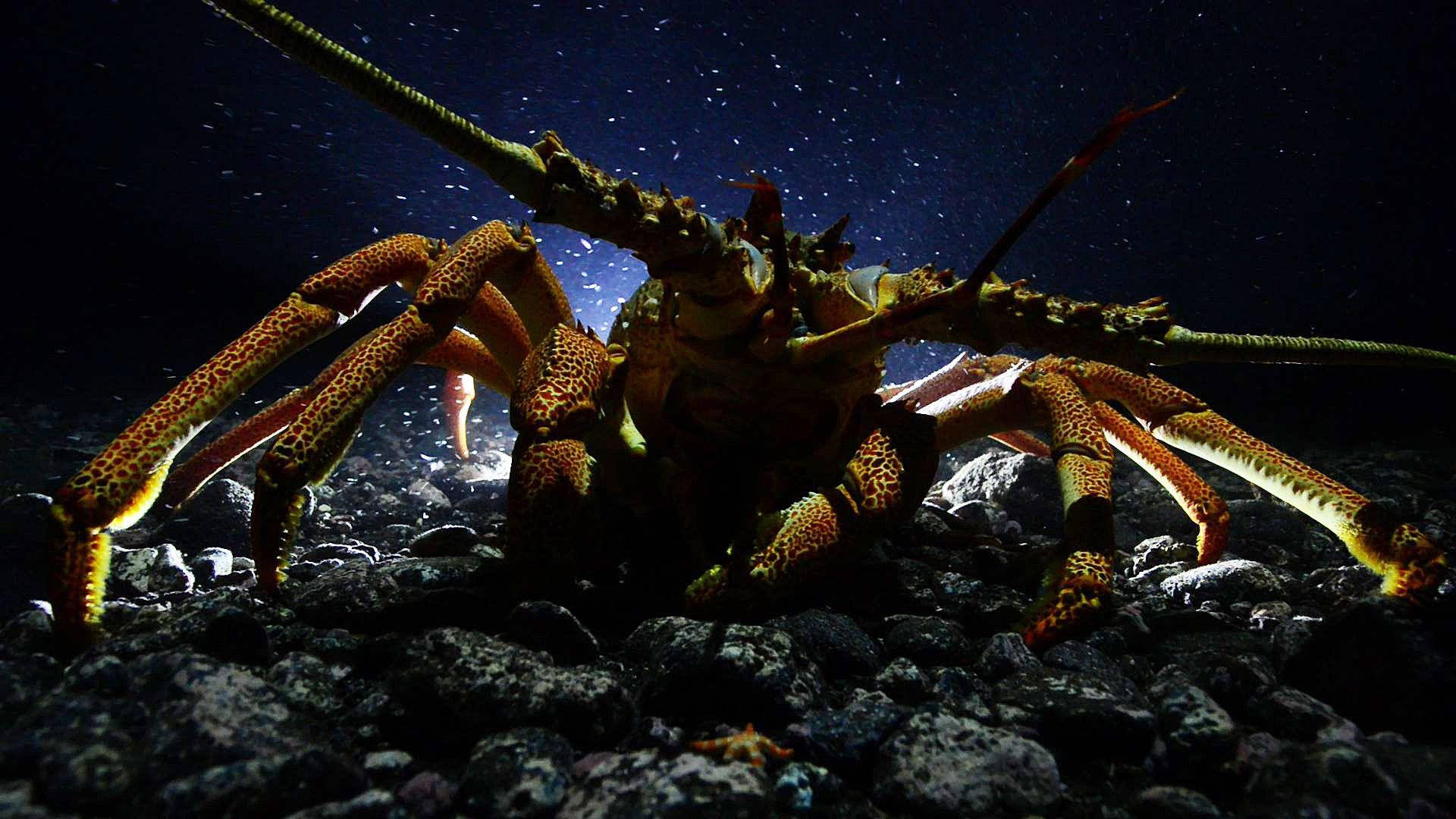Close-Up Of Lobster Underwater Wallpaper