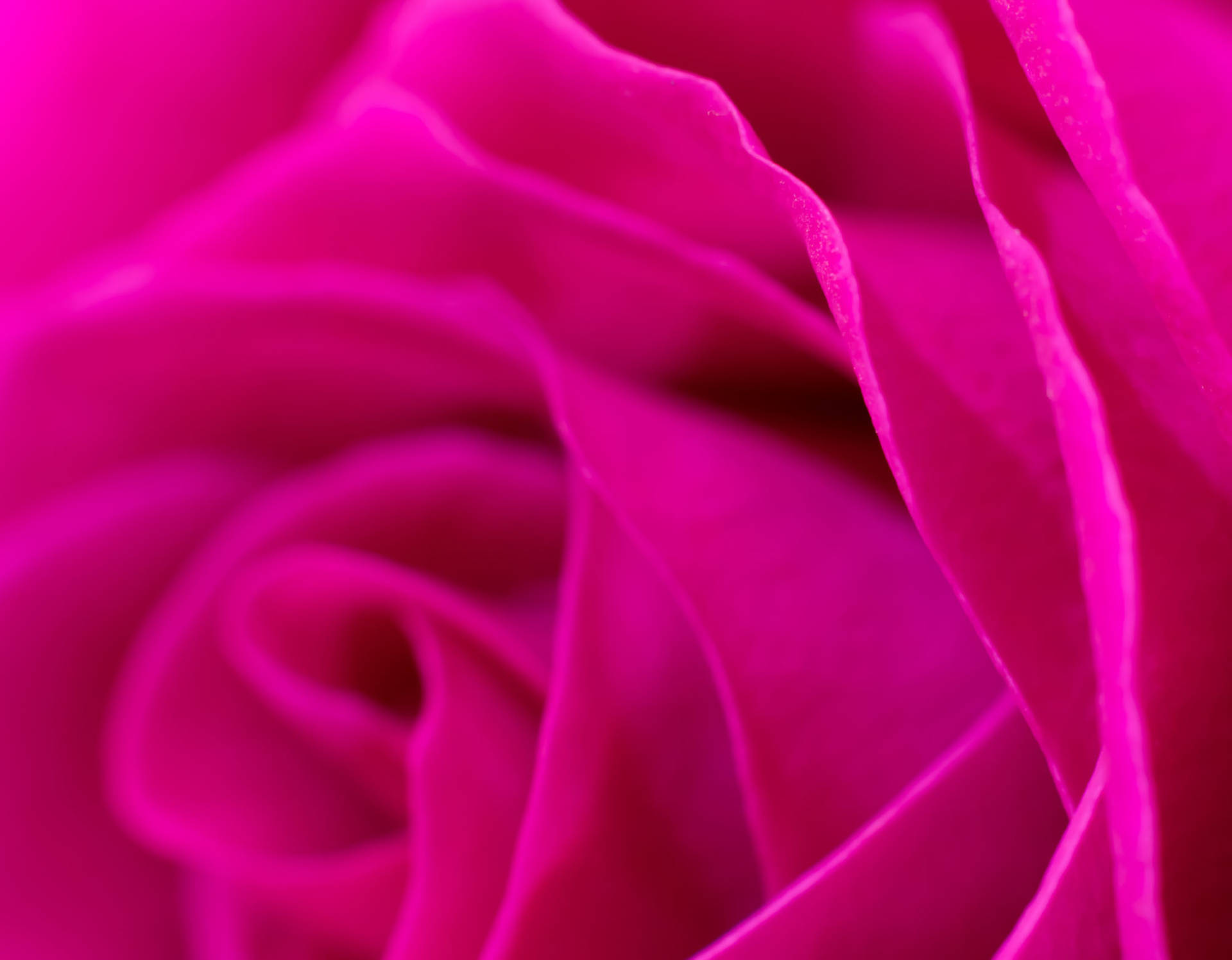 Close-up Of Magenta Rose Wallpaper