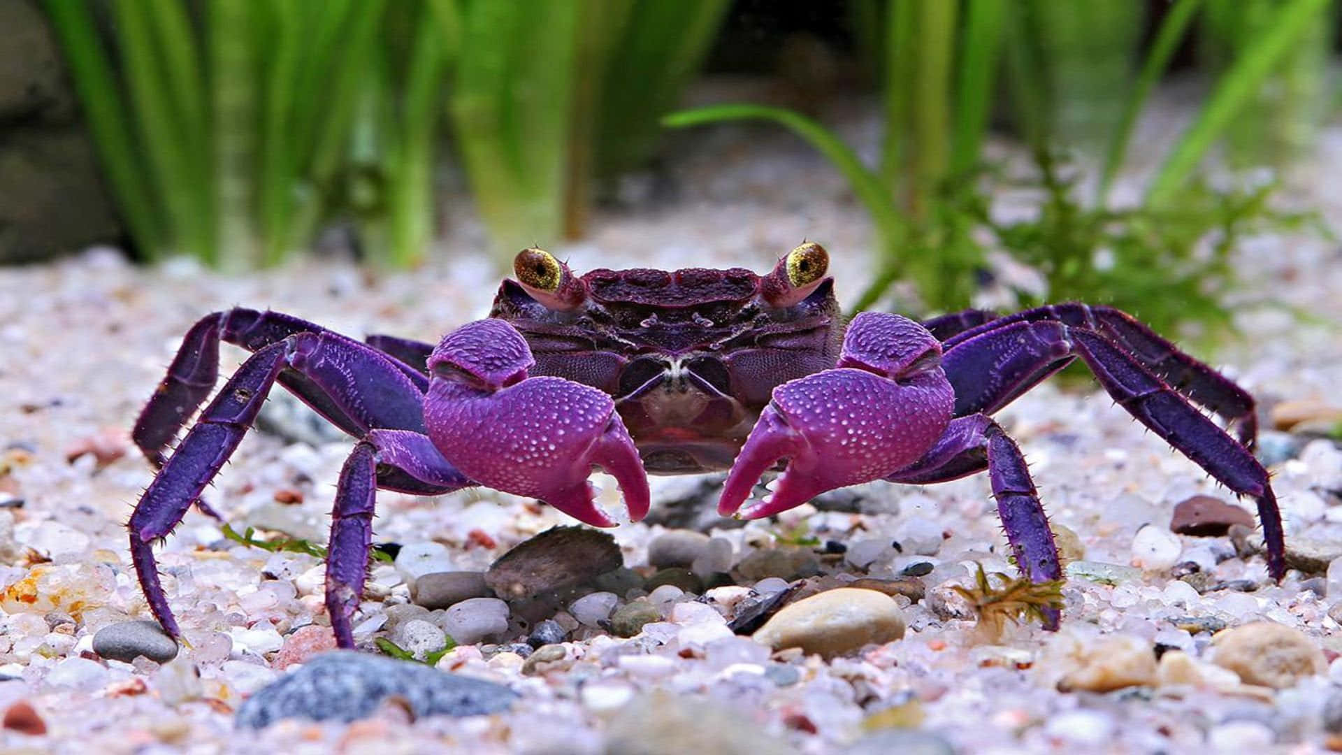 "close Up Of Majestic Red Crab On A Beach"