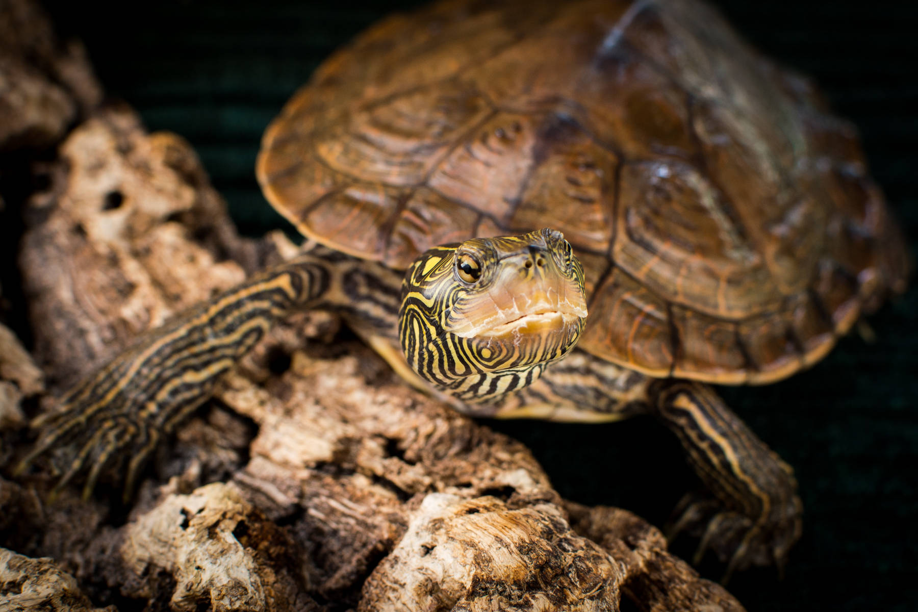 Close-up Of Northern Map Turtle Wallpaper