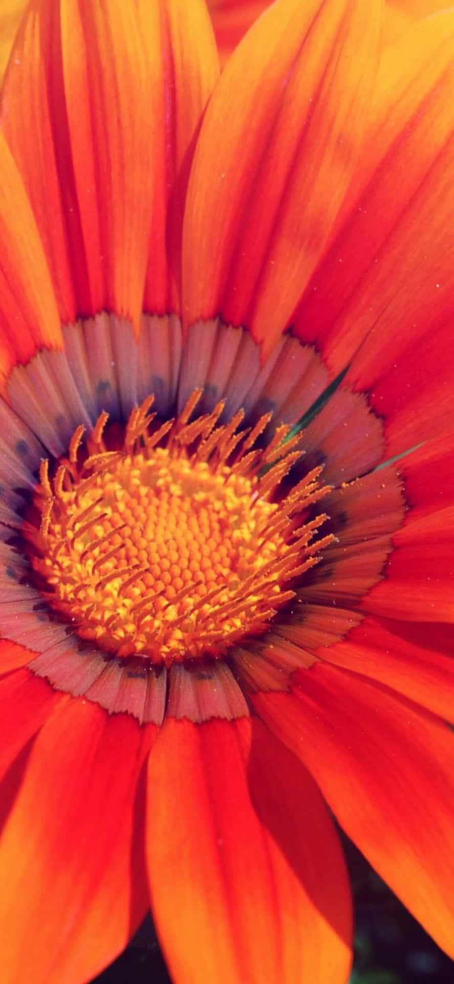Close-up Of Orange Spring Daisy iPhone Wallpaper