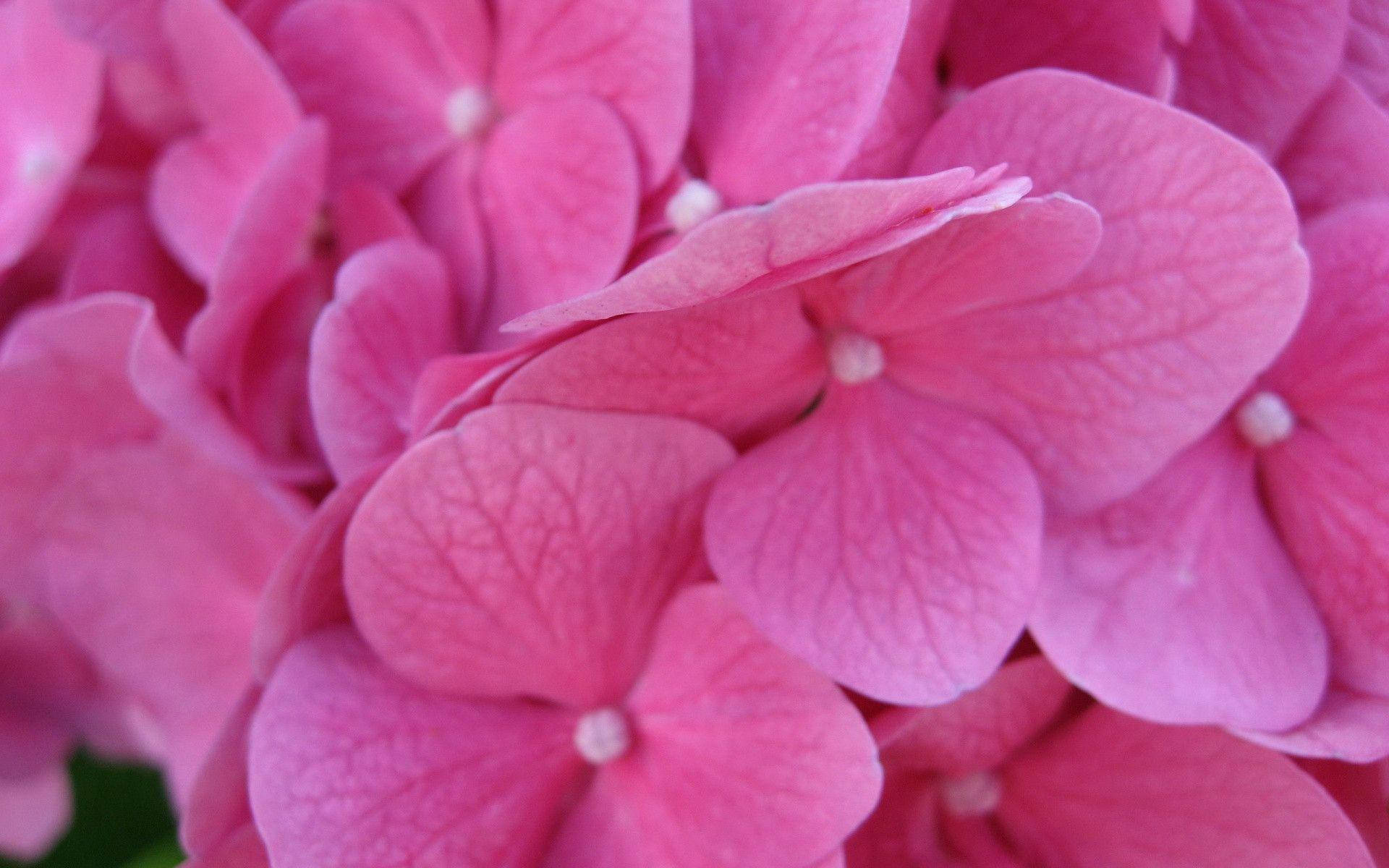 Nahaufnahmeeiner Pinken Blume Wallpaper