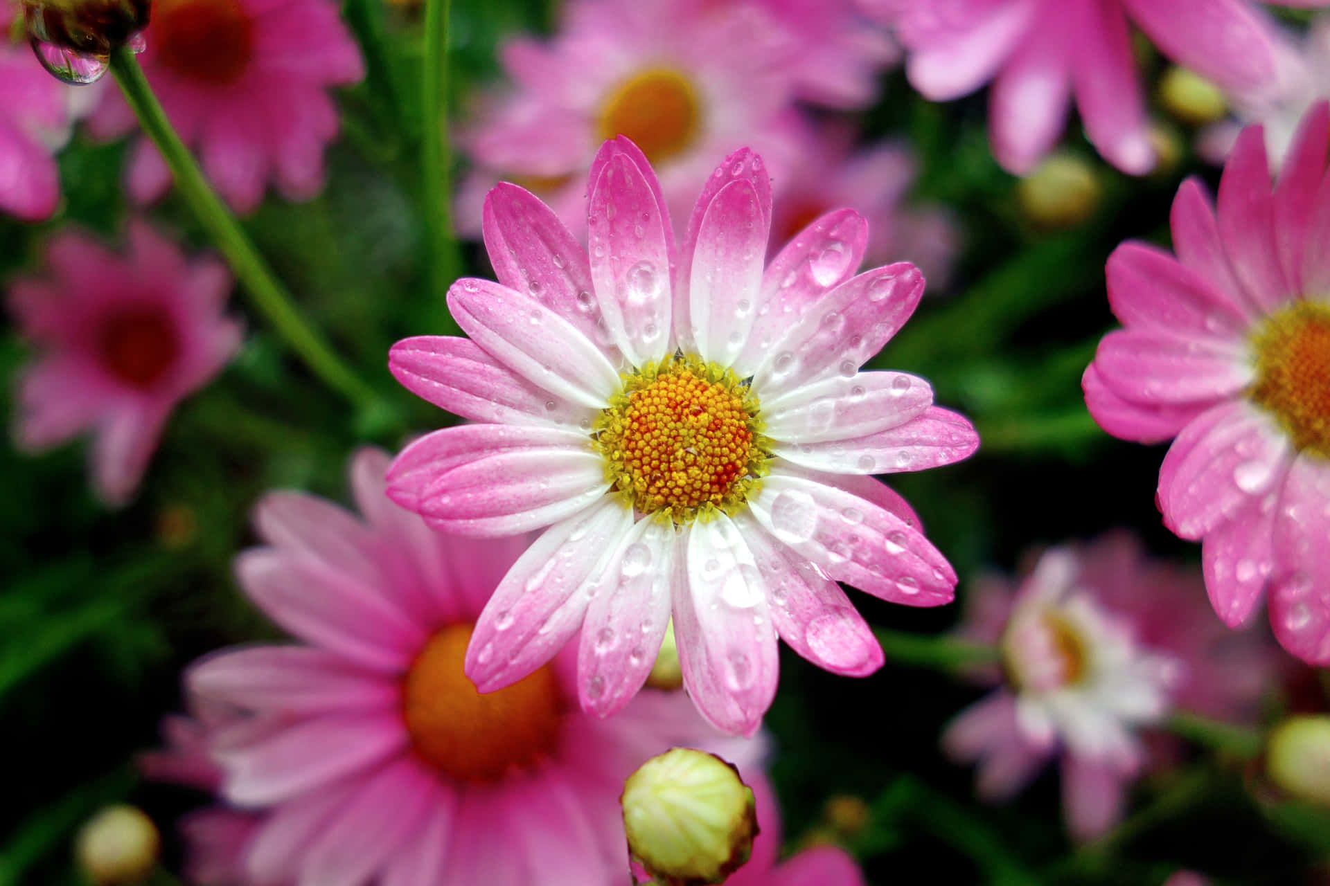 Close-up Of Pink Spring Daisy iPhone Wallpaper