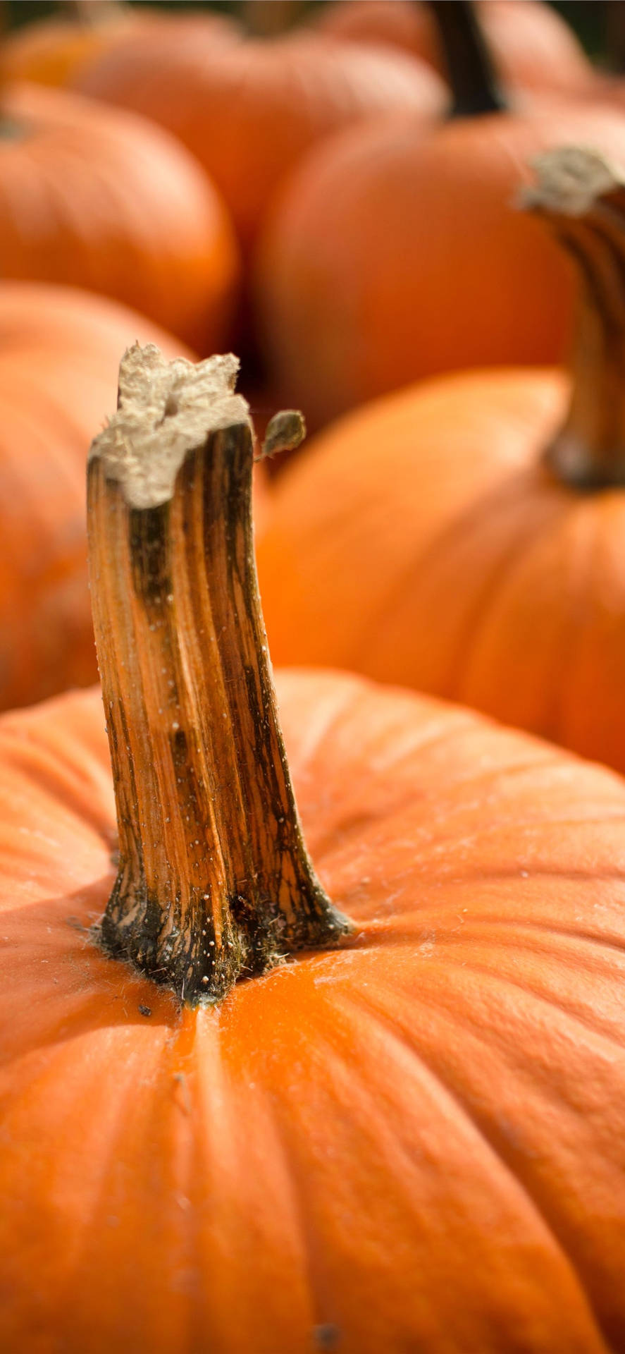 Close-up Of Pumpkins Thanksgiving Iphone Wallpaper