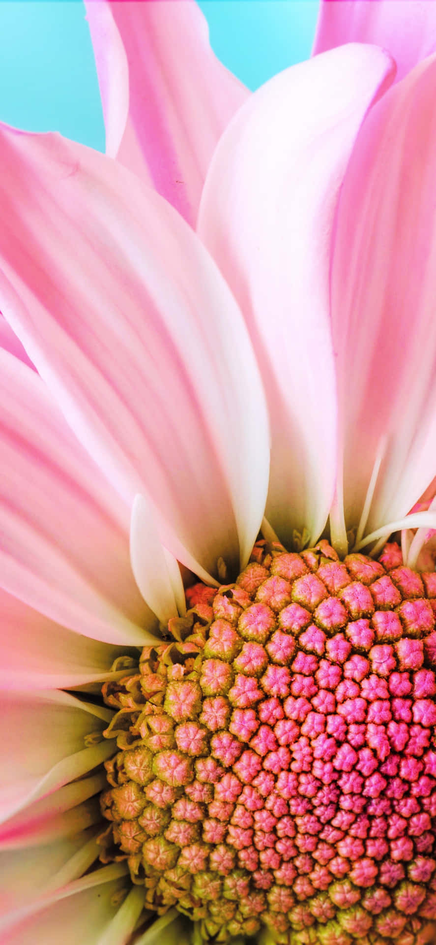 Close-up Of Spring Daisy iPhone Wallpaper