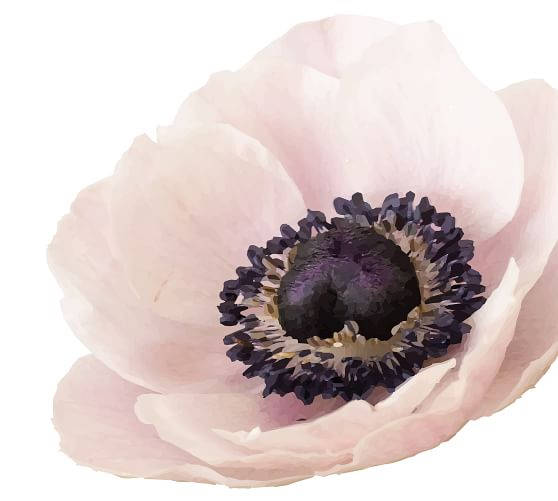"close-up Of Vibrant Anemone Flower In Full Bloom" Wallpaper