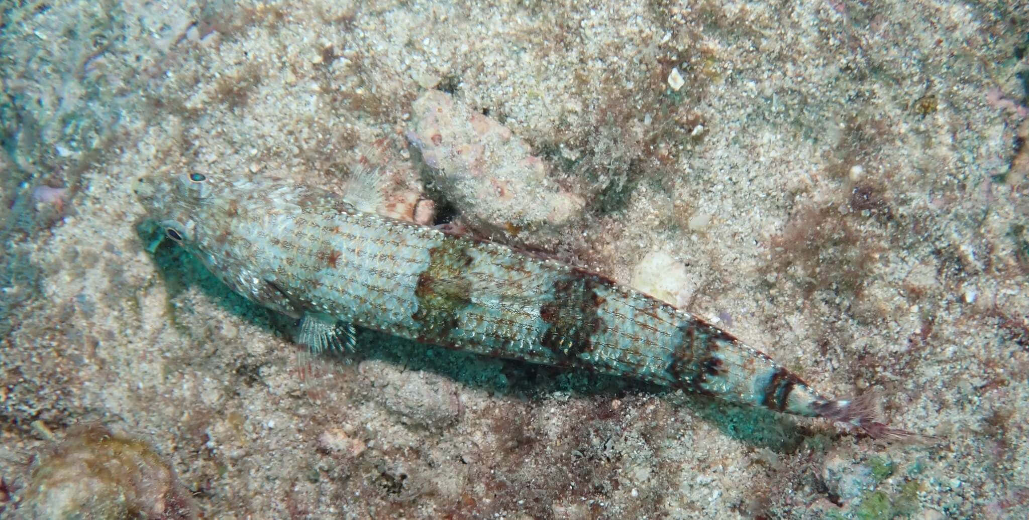 Close-up Of Vibrant Lizardfish In Their Natural Aquatic Environment Wallpaper