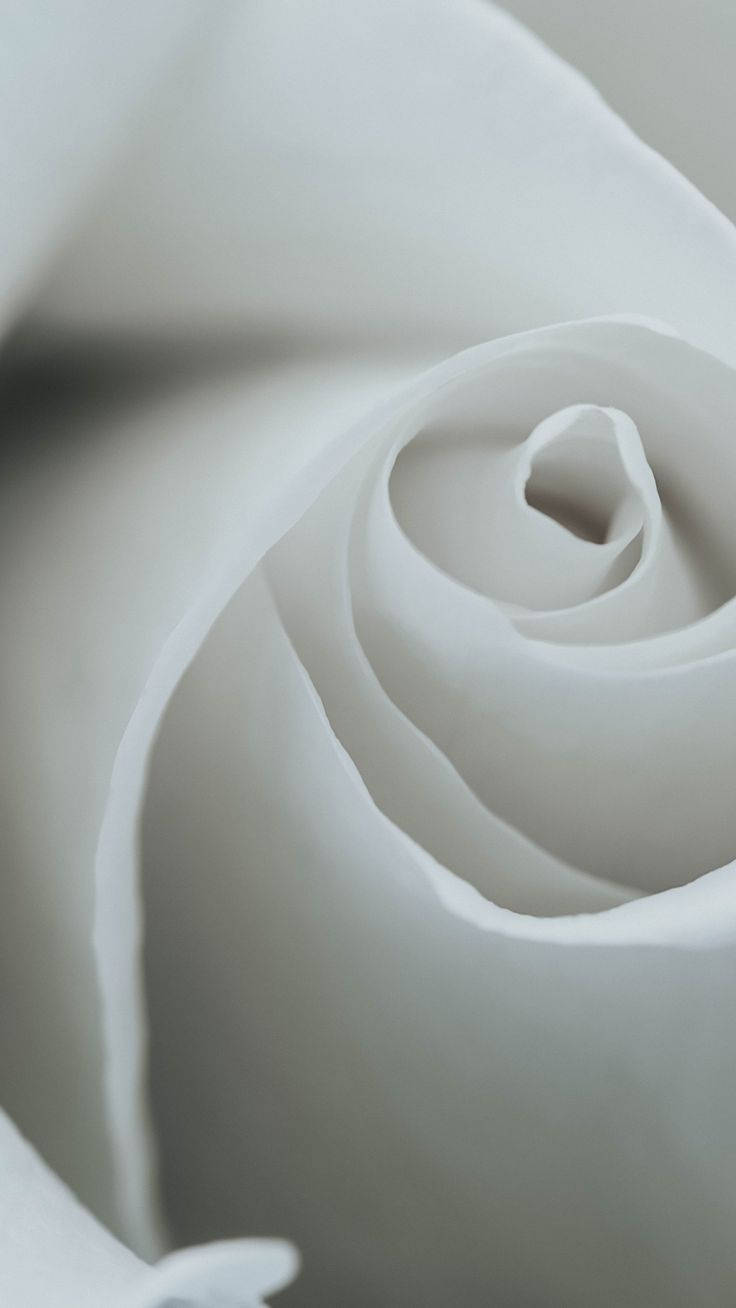 Nærbillede af hvid roseblomst til iPhone-tapet Wallpaper