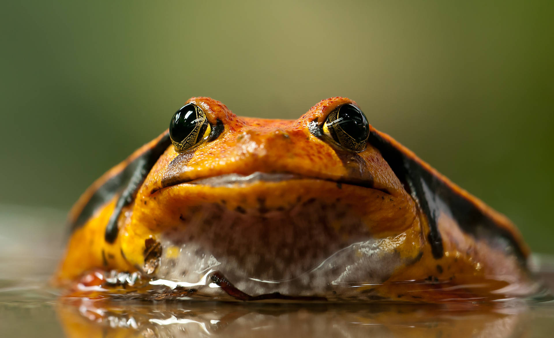 Close-Up Orange Frog Wallpaper