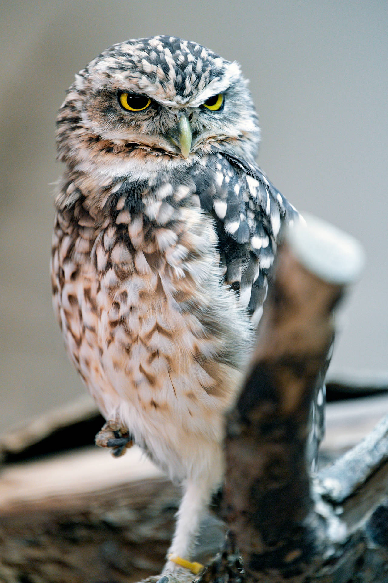 Close -up Owl Glance
