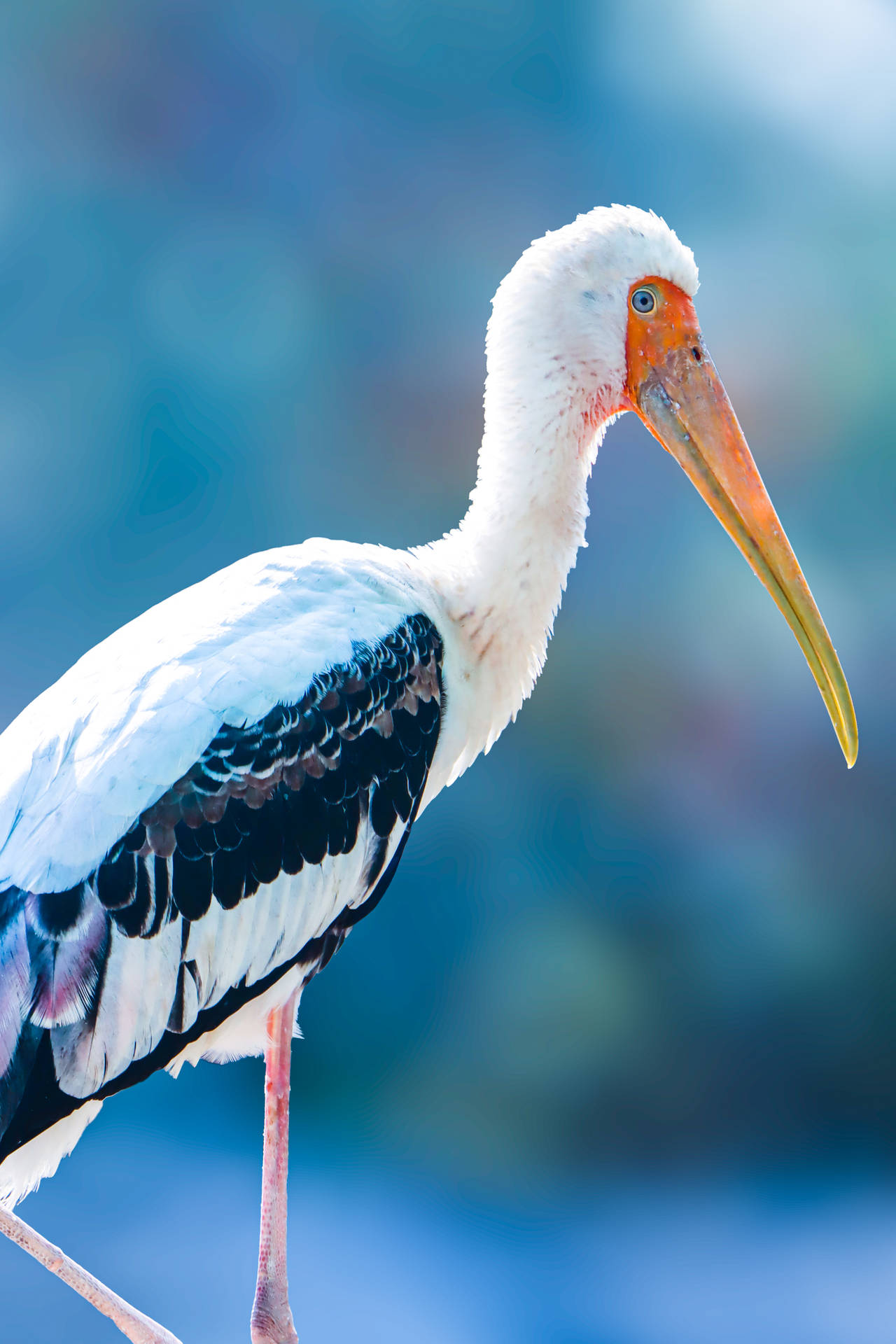 Close-up Painted Stork Beautiful Birds