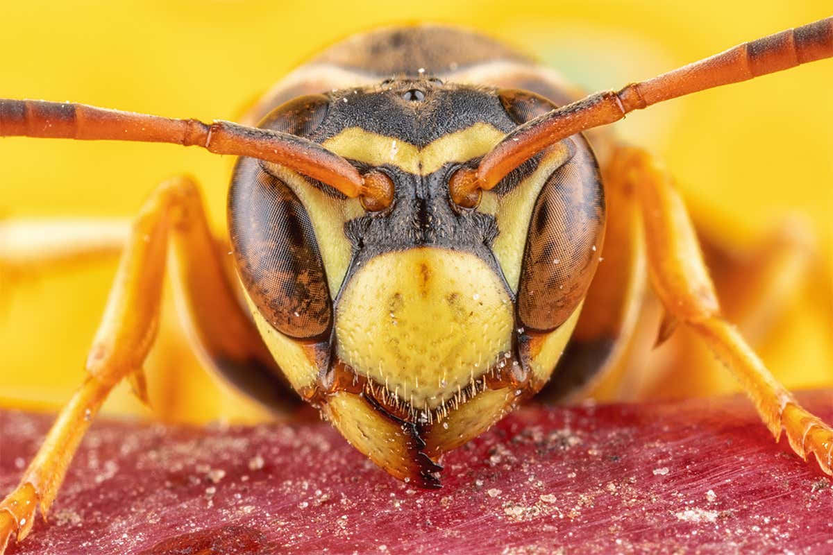 Close Up Paper Wasp Face.jpg Wallpaper