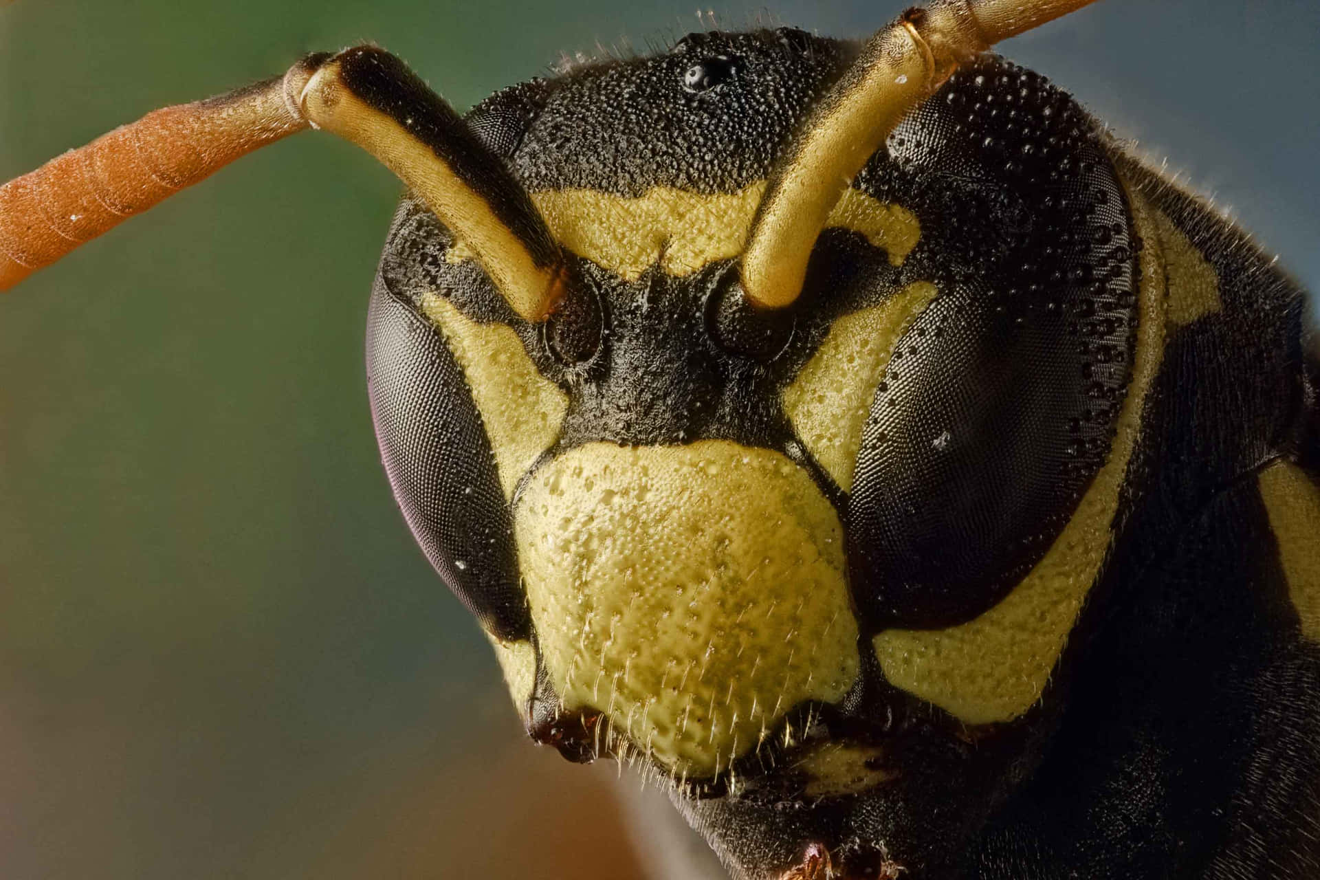 Close Up Paper Wasp Face Wallpaper