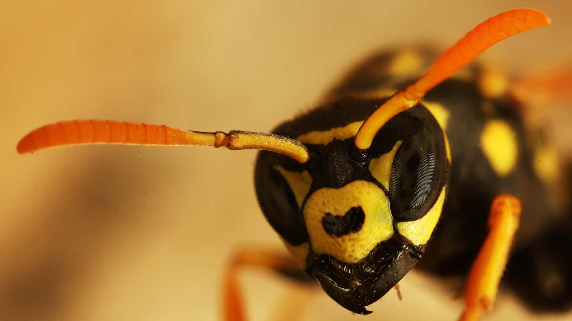 Close Up Paper Wasp Face Wallpaper