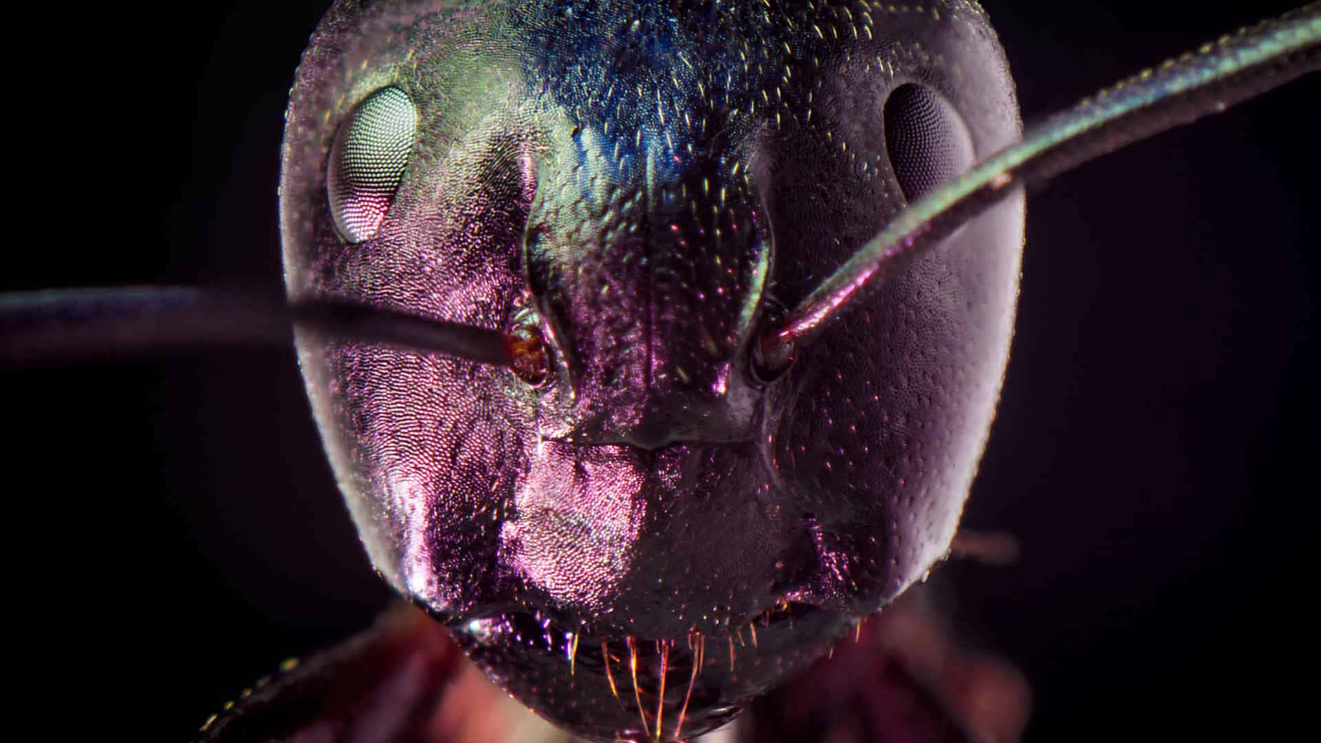 Close Up Pavement Ant Headshot Wallpaper