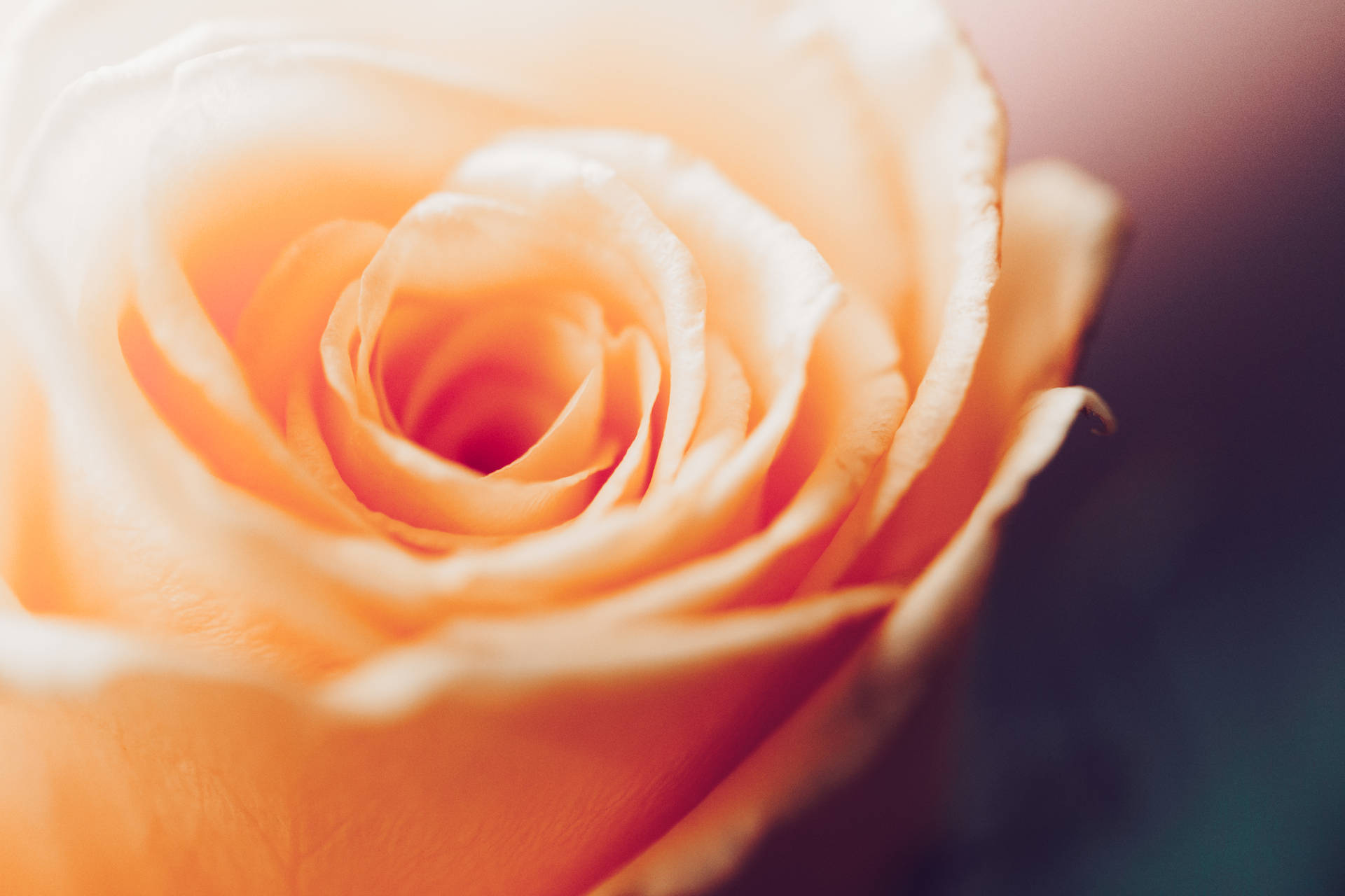 Close-up Peach Beautiful Rose Hd
